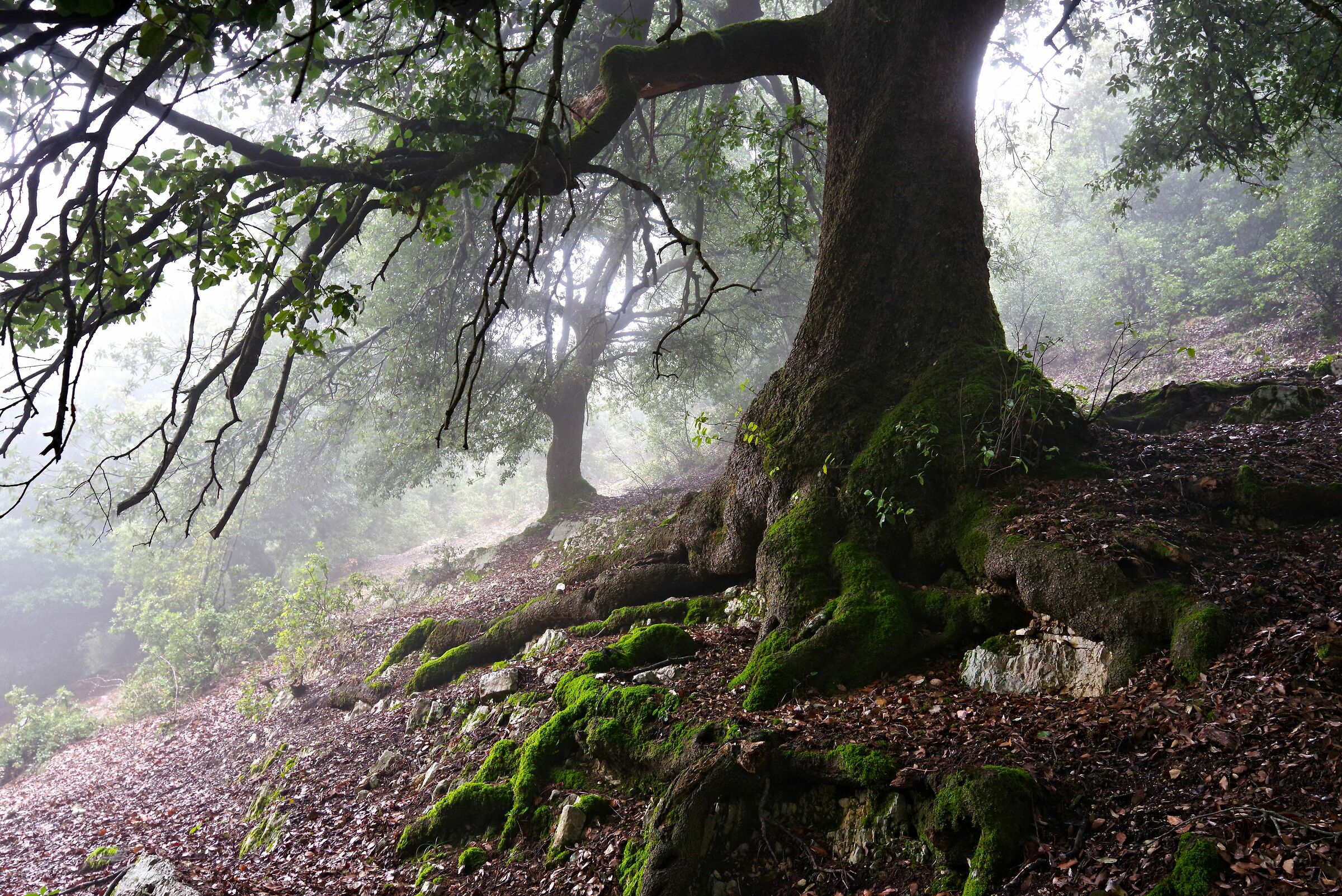 Bosco della Semprevisa (Latina)