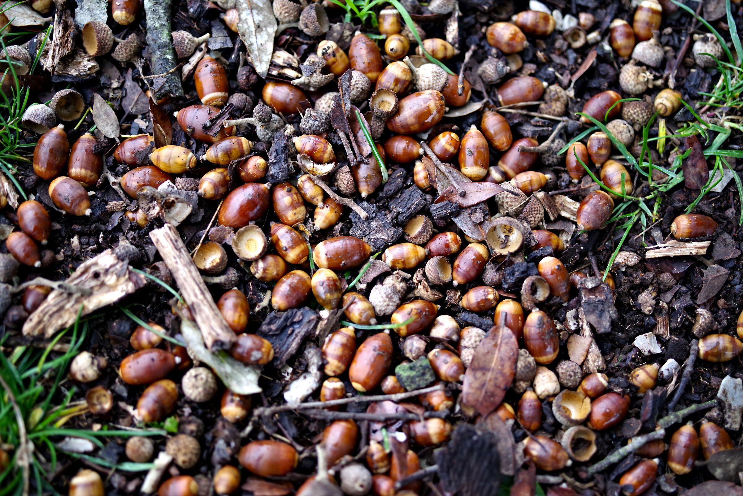 Ghiande (Semprevisa LT)