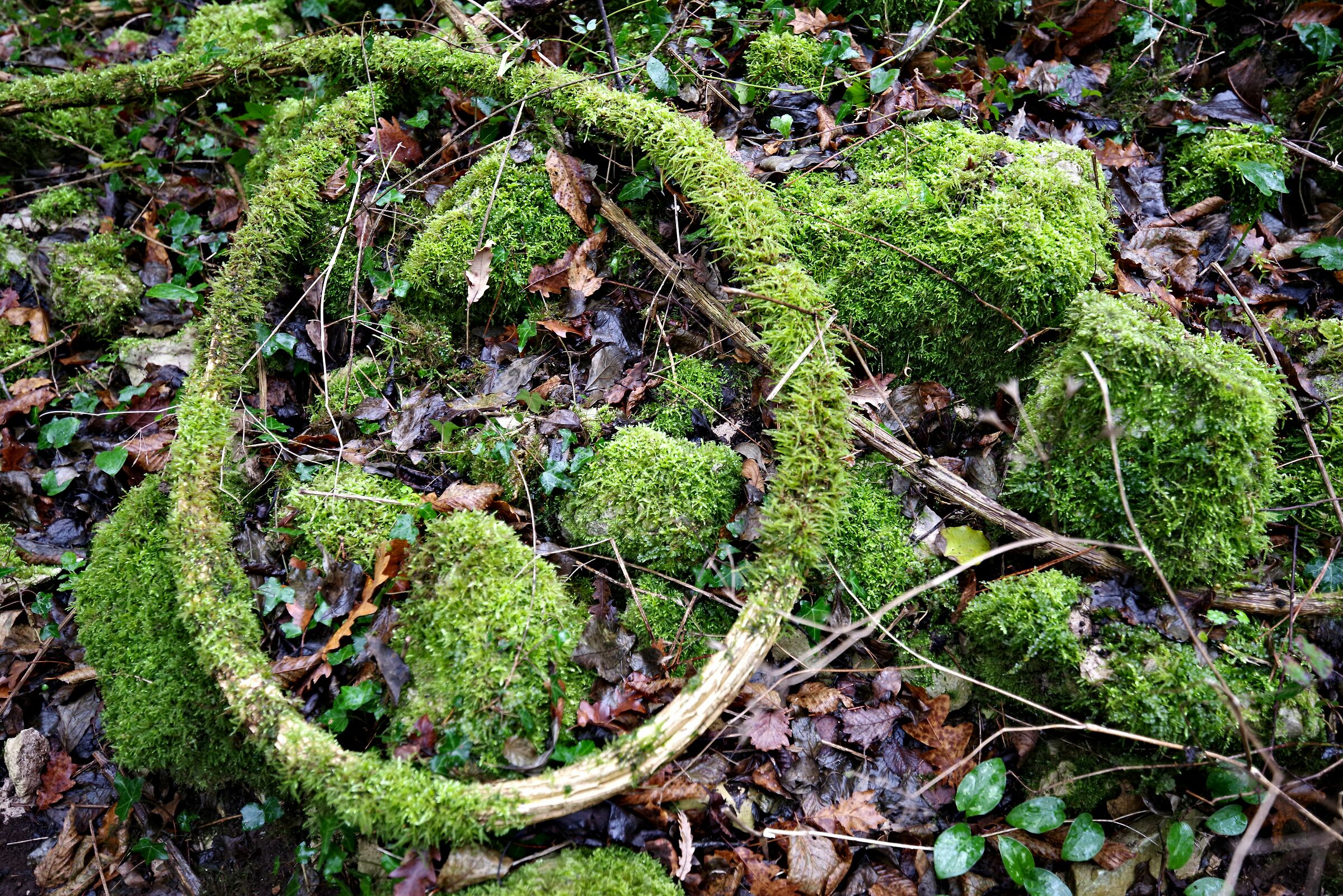 Pianta strana (Semprevisa LT)