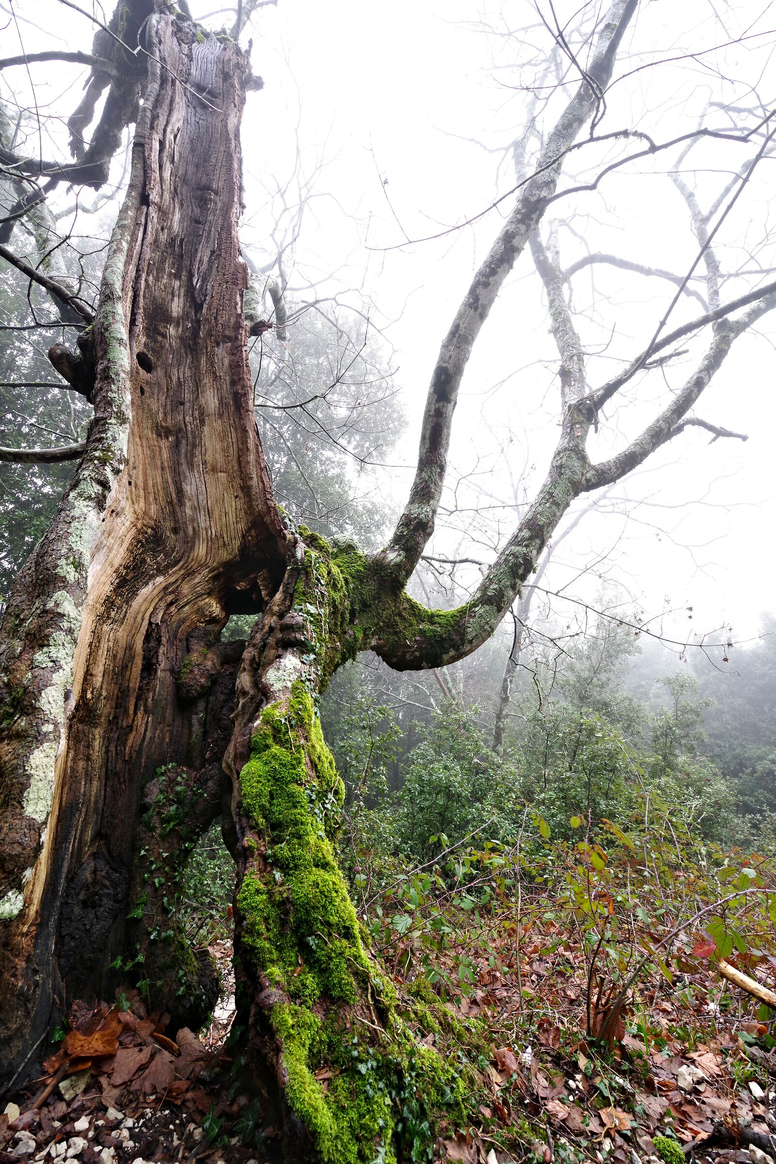 Albero ferito da un fulmine (ma ancora vivo)