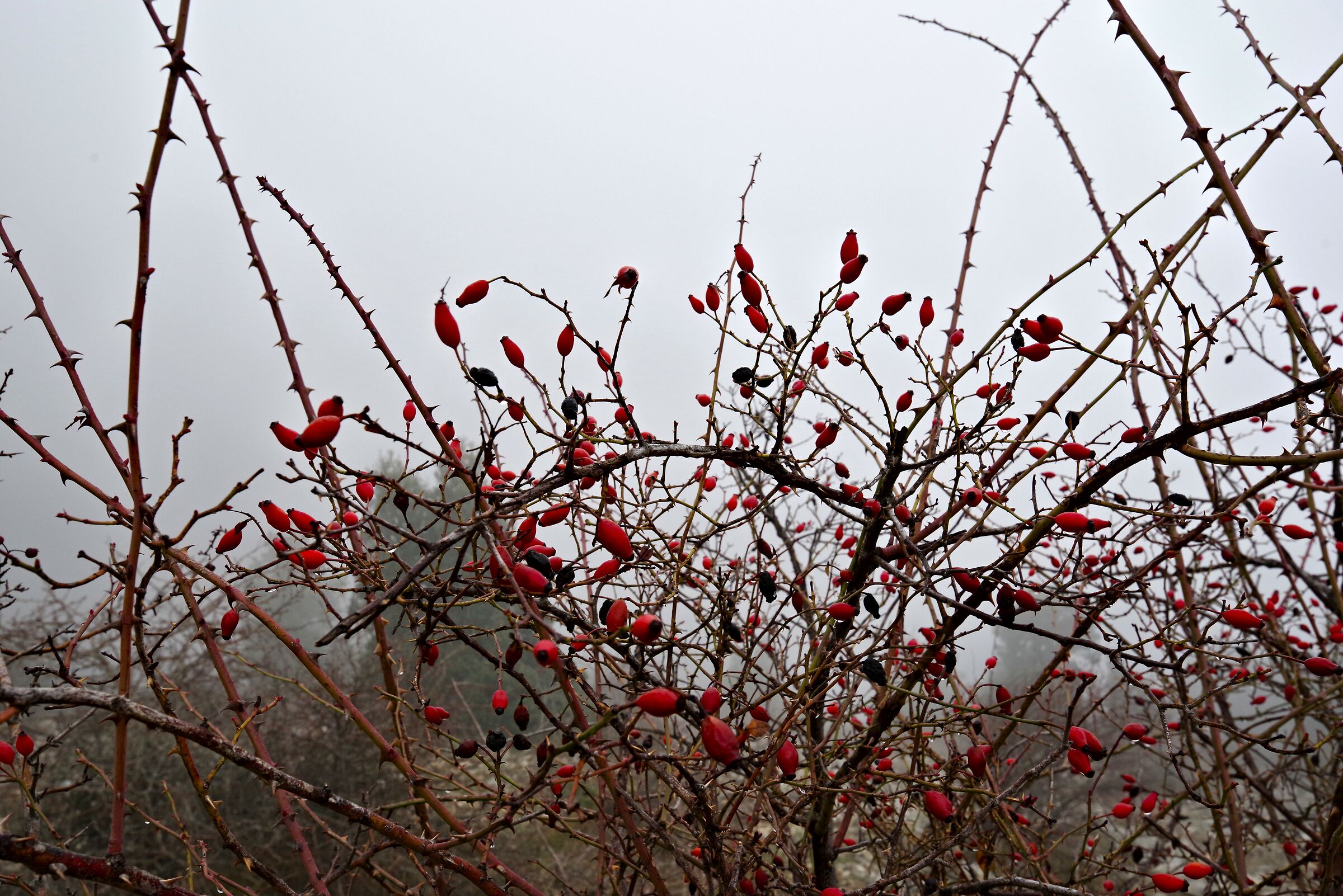 Bacche di Rosa Canina (si mangiano)