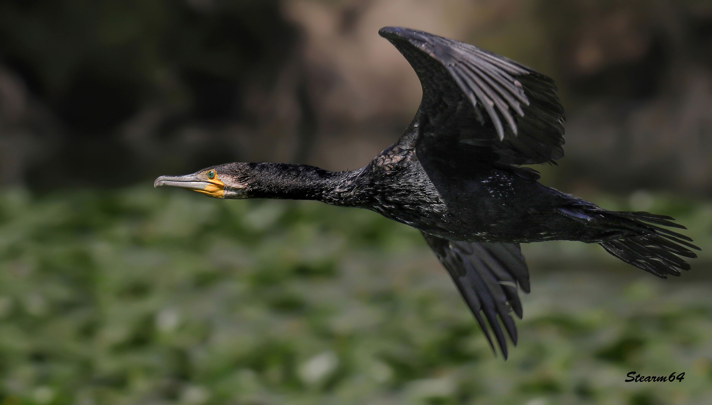 Cormorano