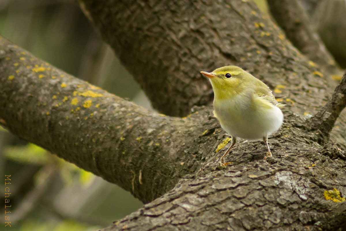 Wood Warbler (Phylloscopus sibilatrix)