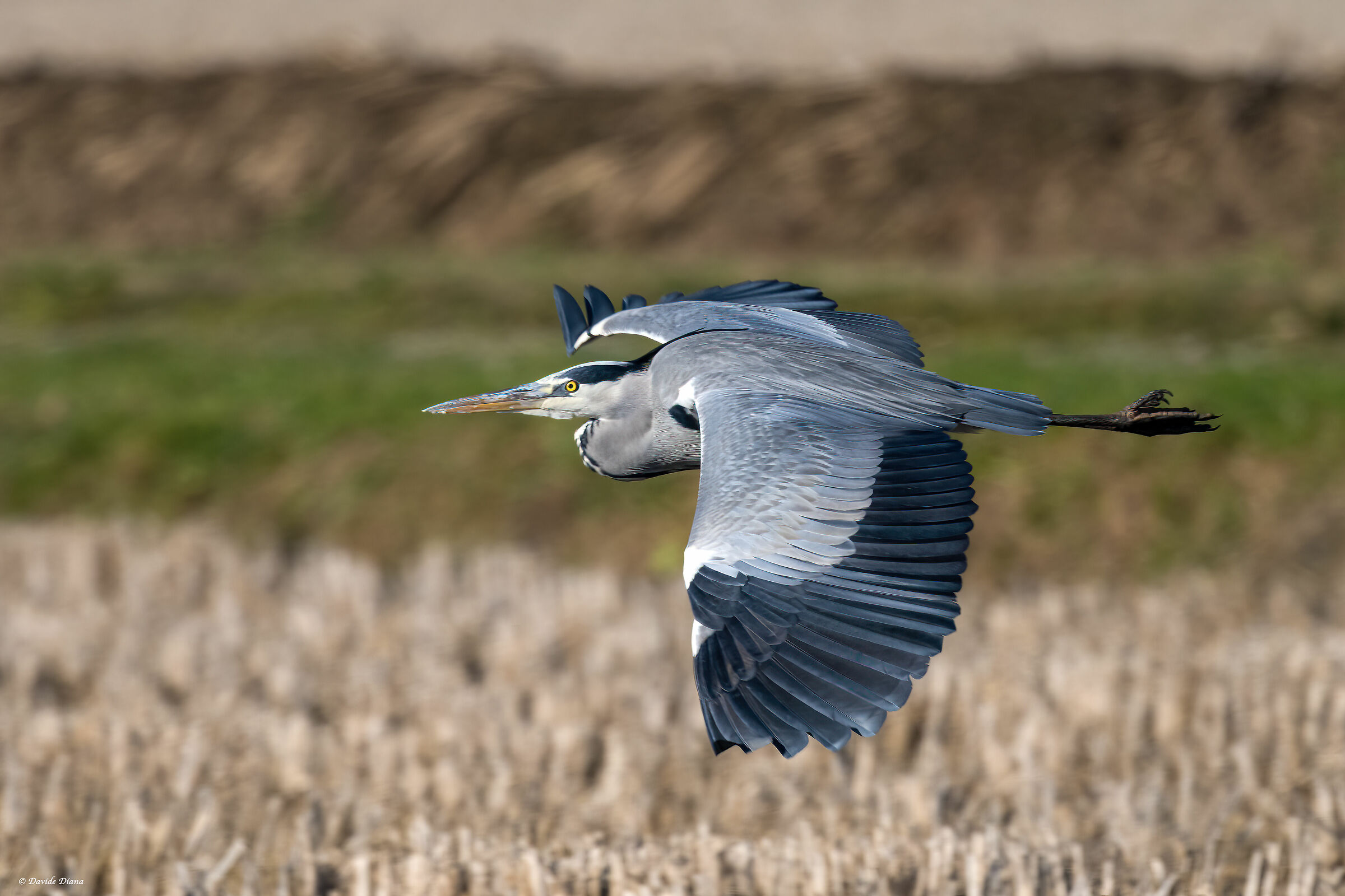 Grey Heron - Vercelli rice fields