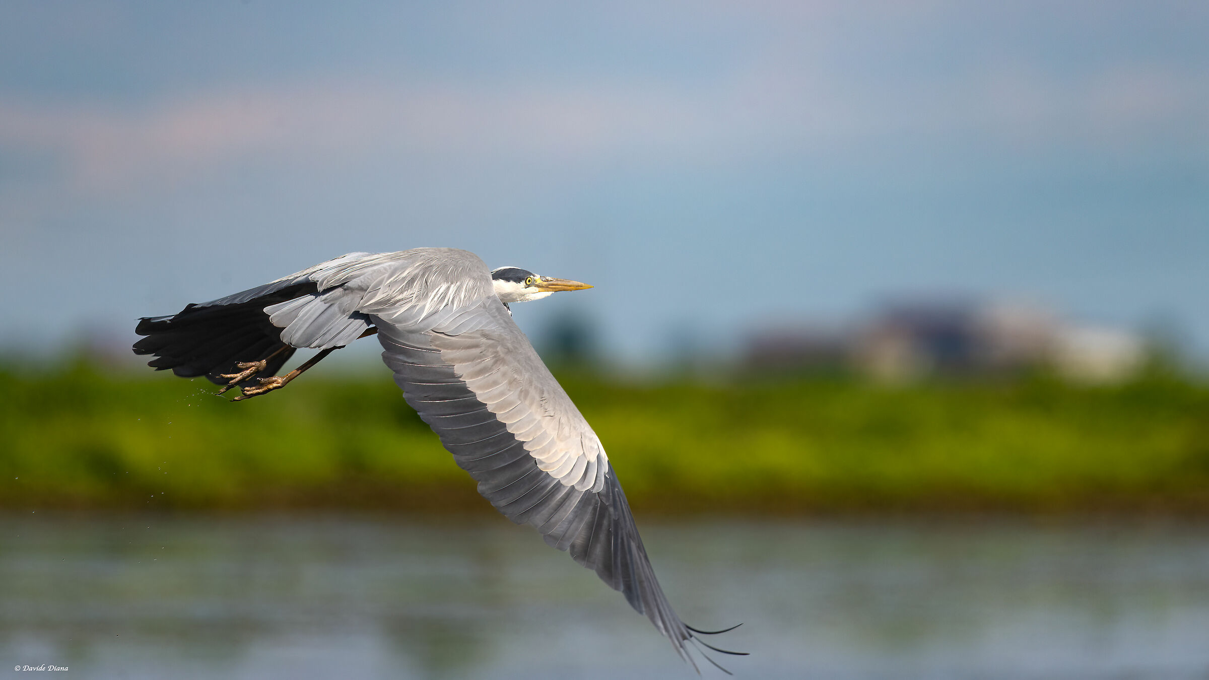 Grey Heron - Vercelli rice fields