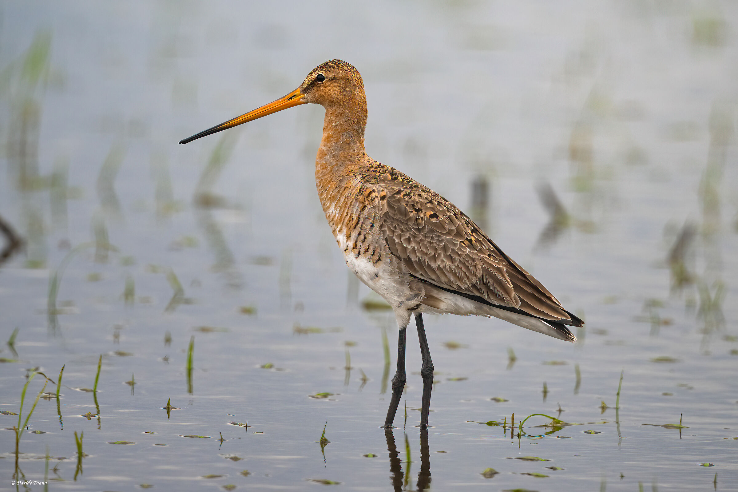 Pittima Reale - Vercelli rice fields