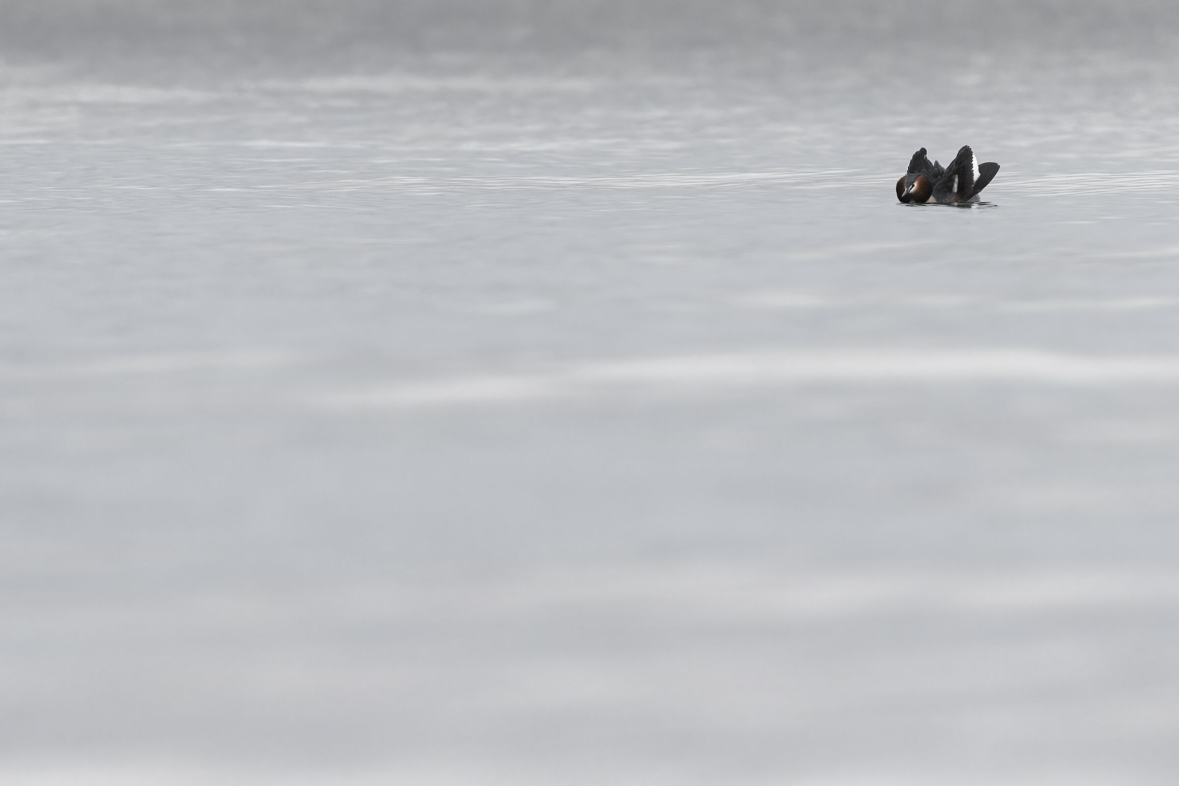 Grebe