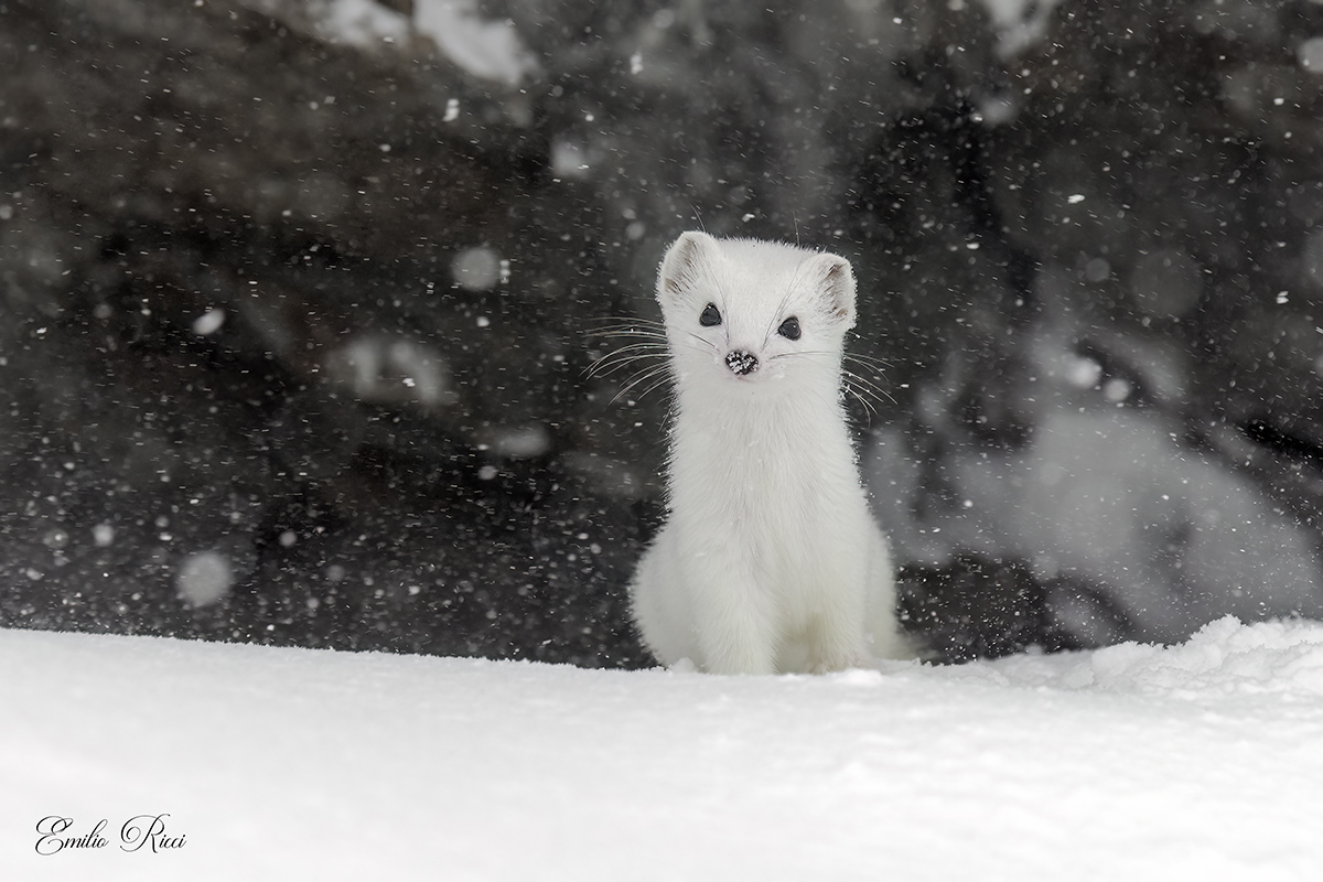 Ermellino nella bufera