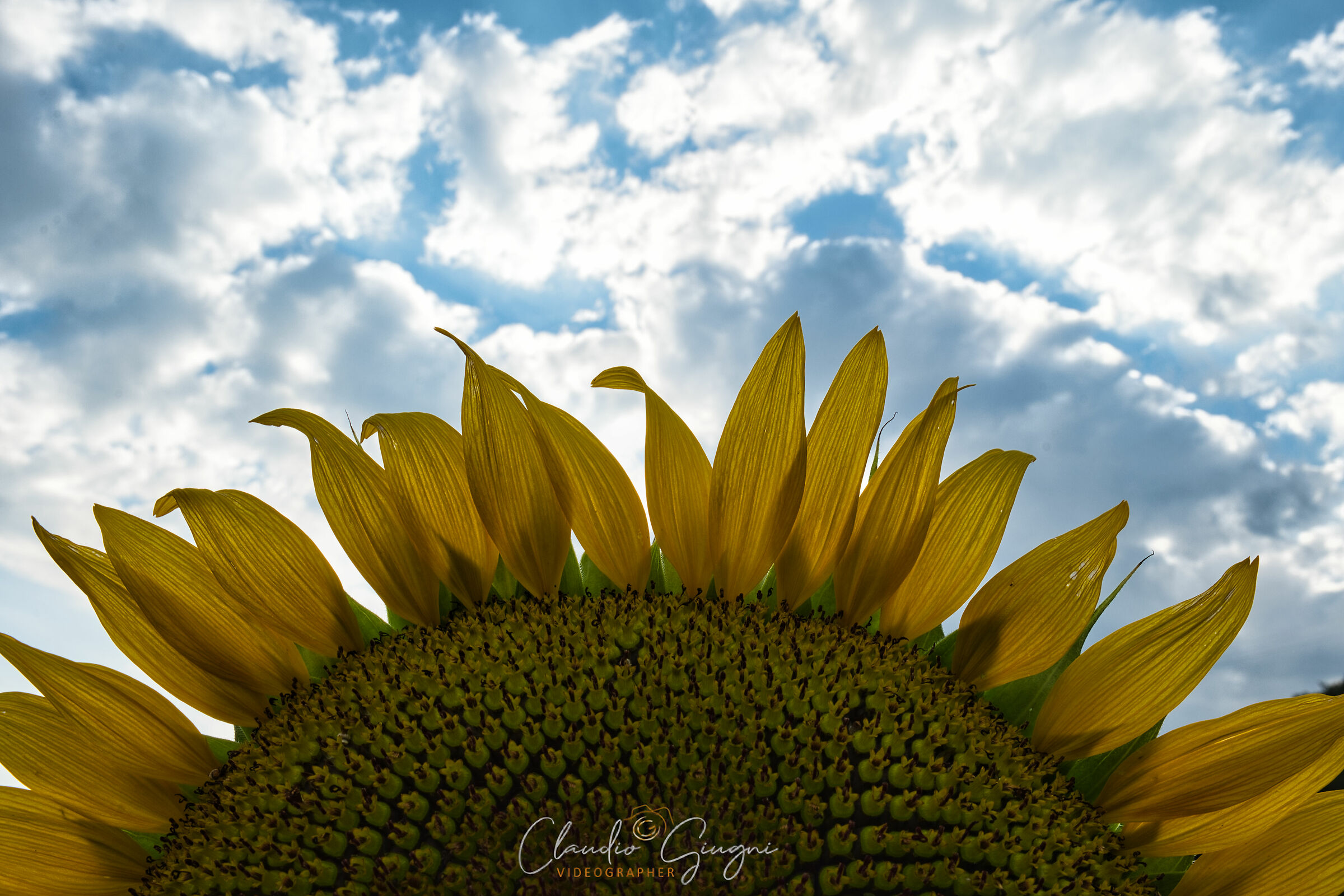 girasole