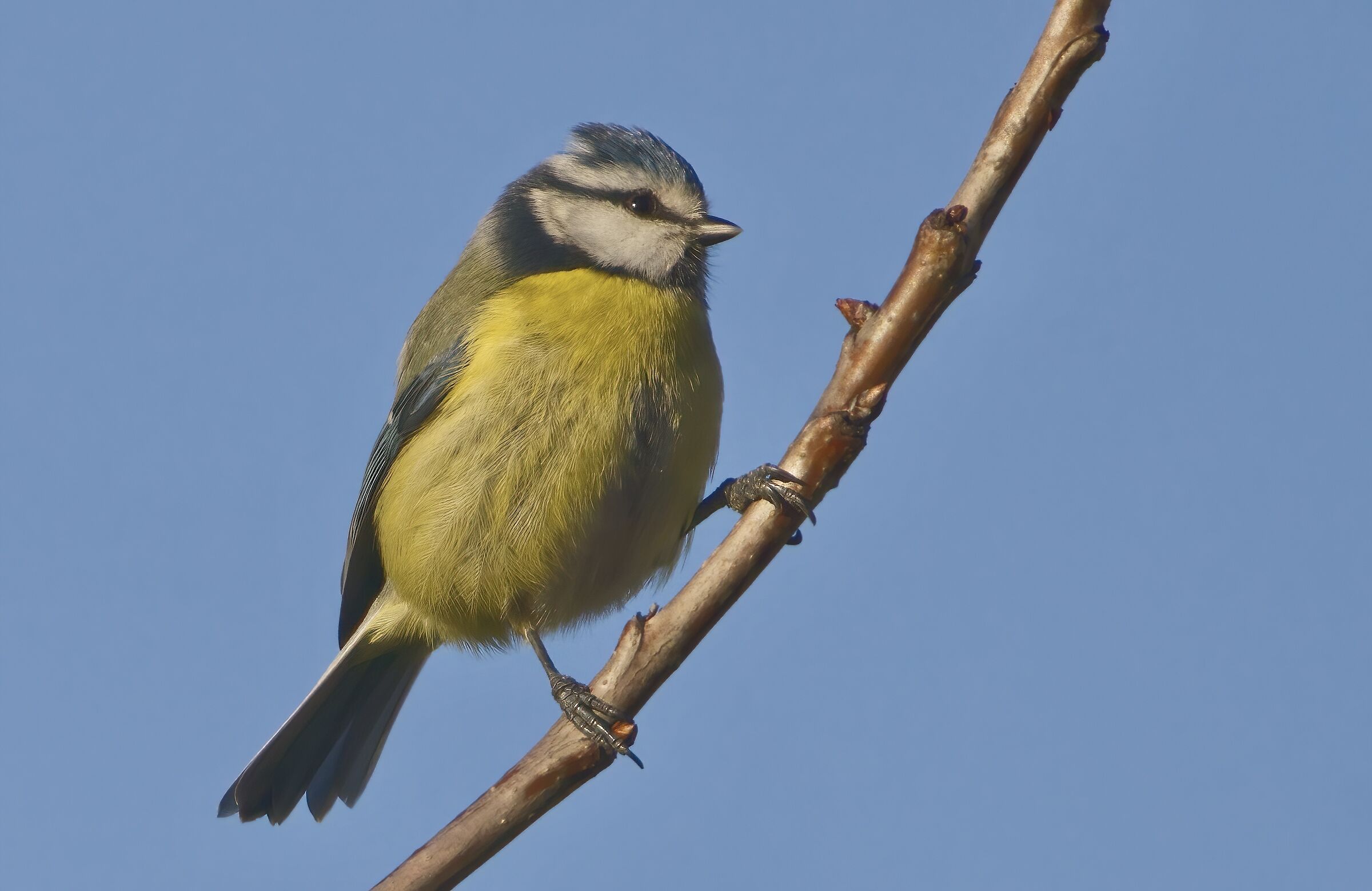 Cinciarella del Tevere