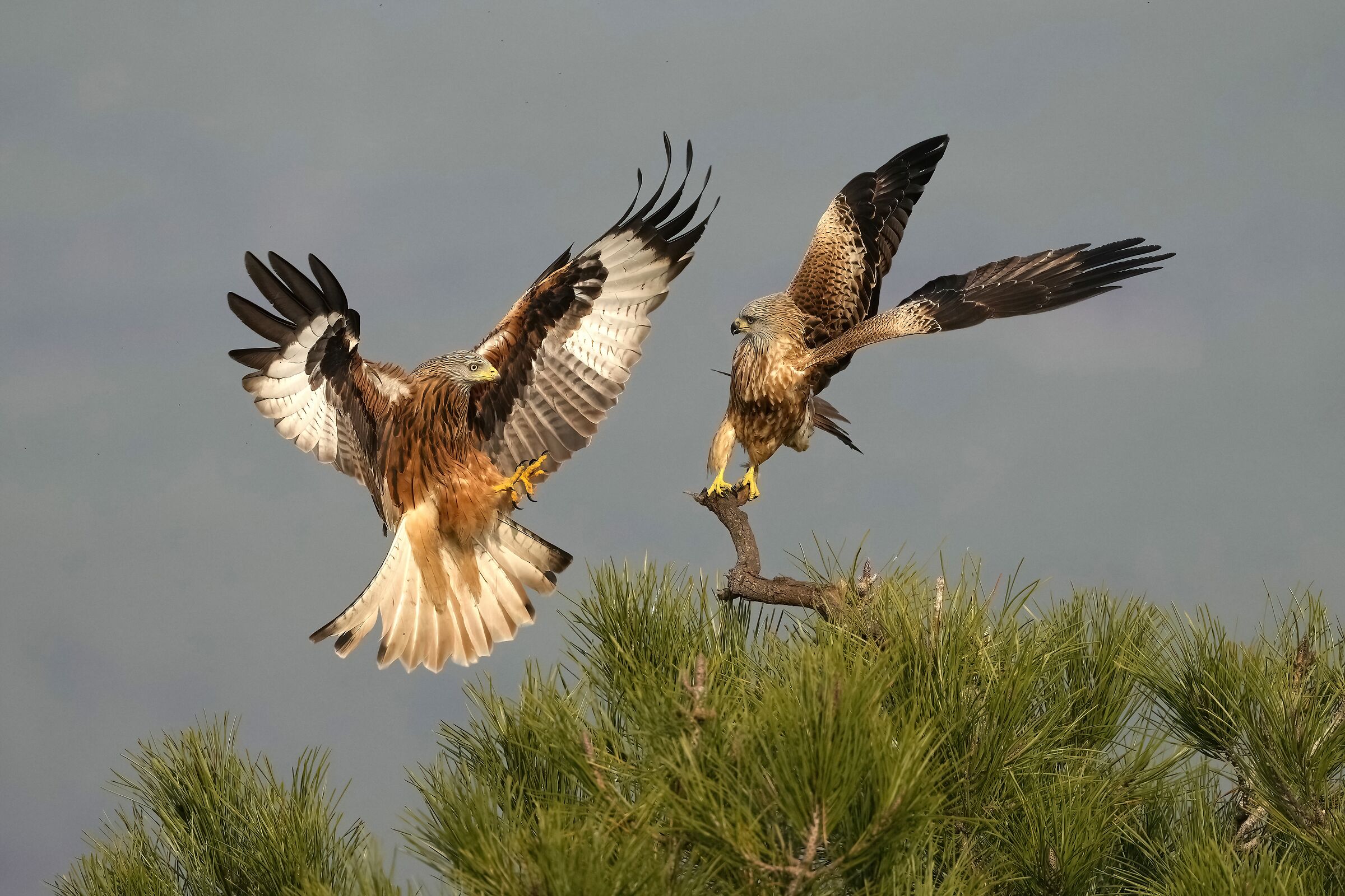 l'attacco del nibbio reale alla giovane aquila imperial