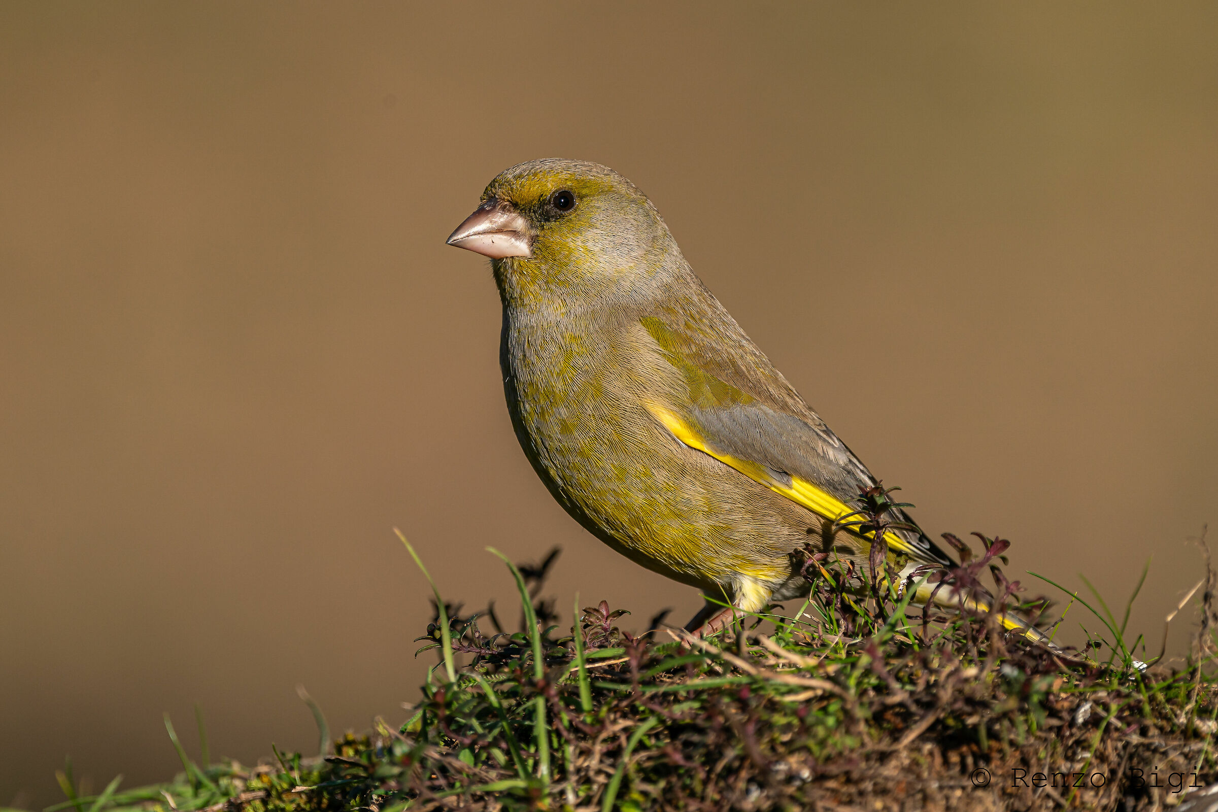 Greenfinch