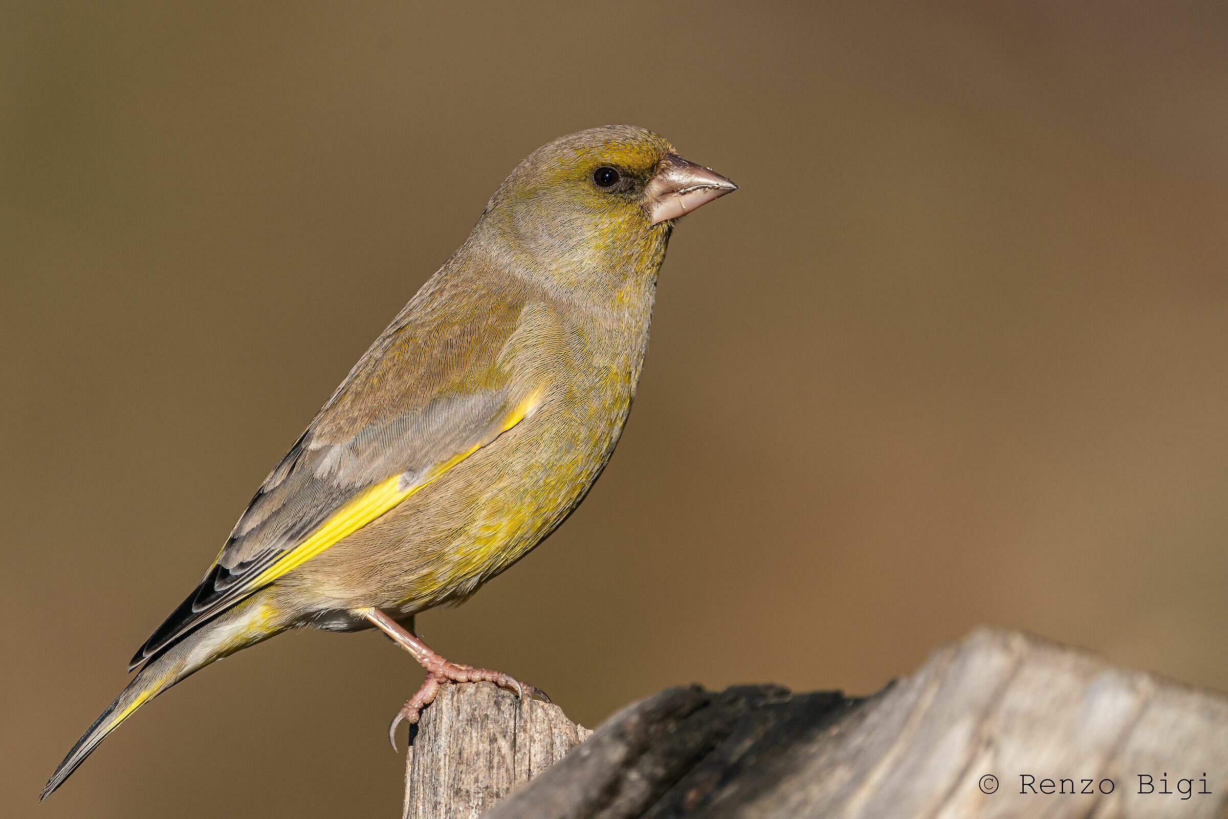 Greenfinch