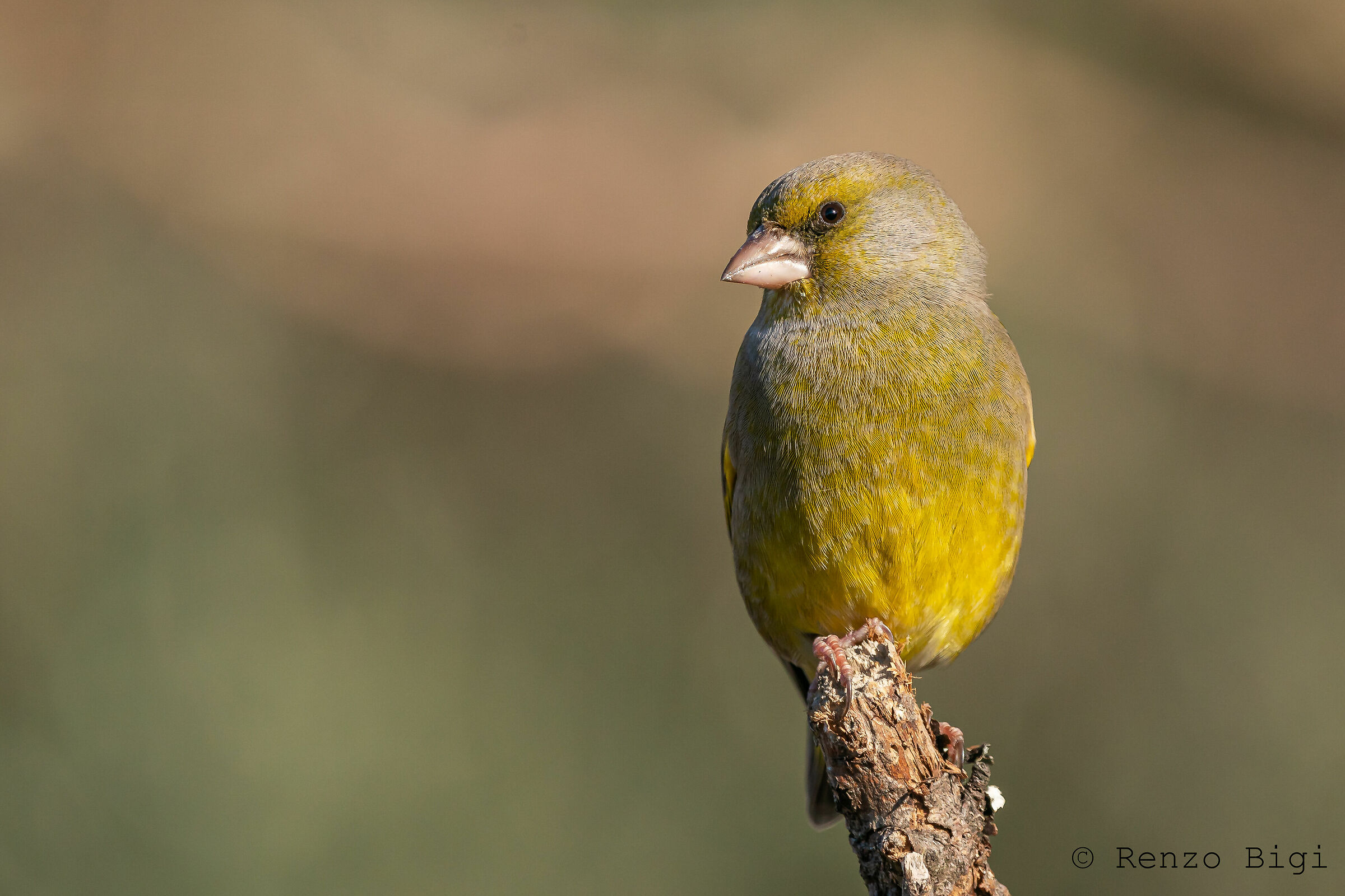 Greenfinch