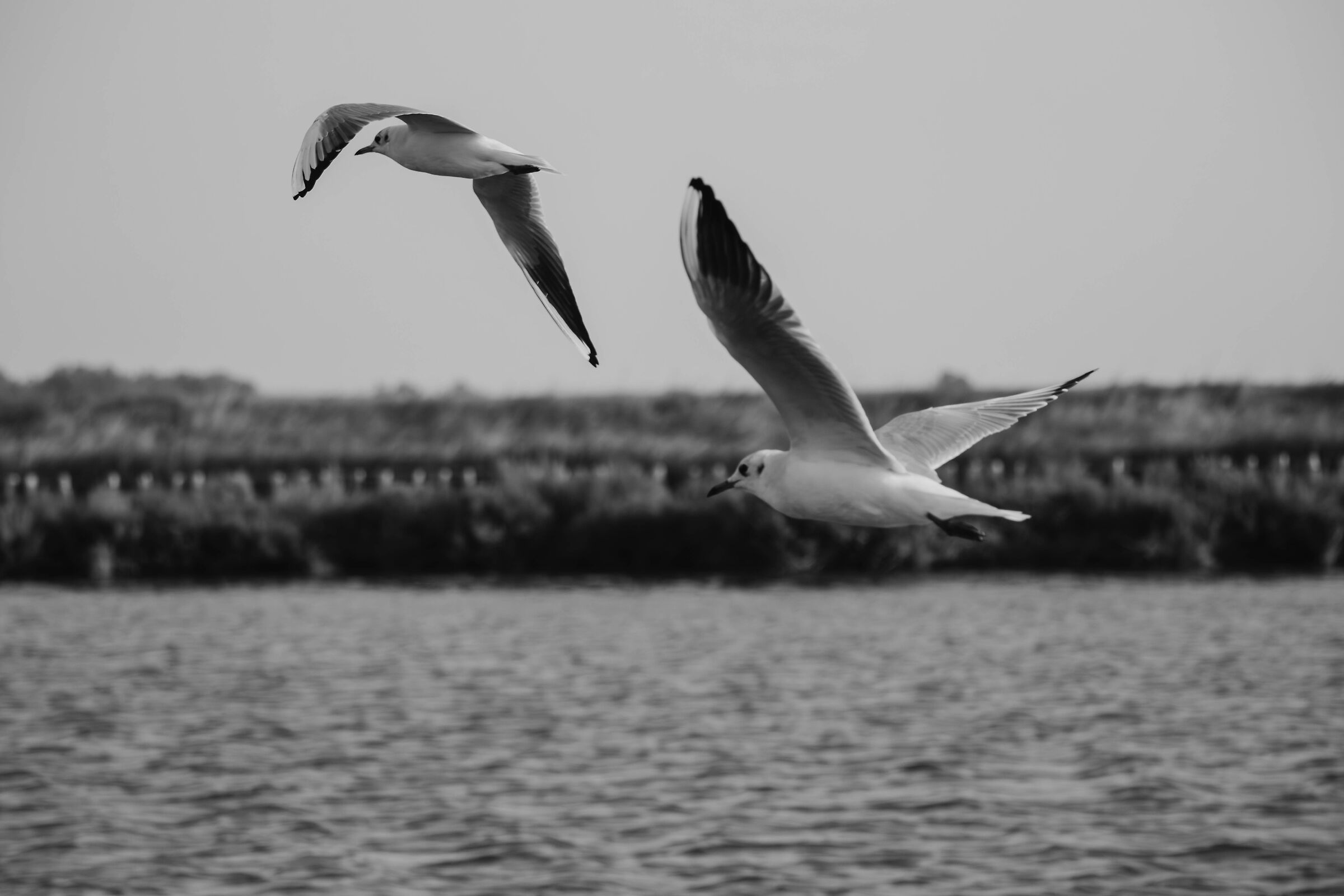 Gulls