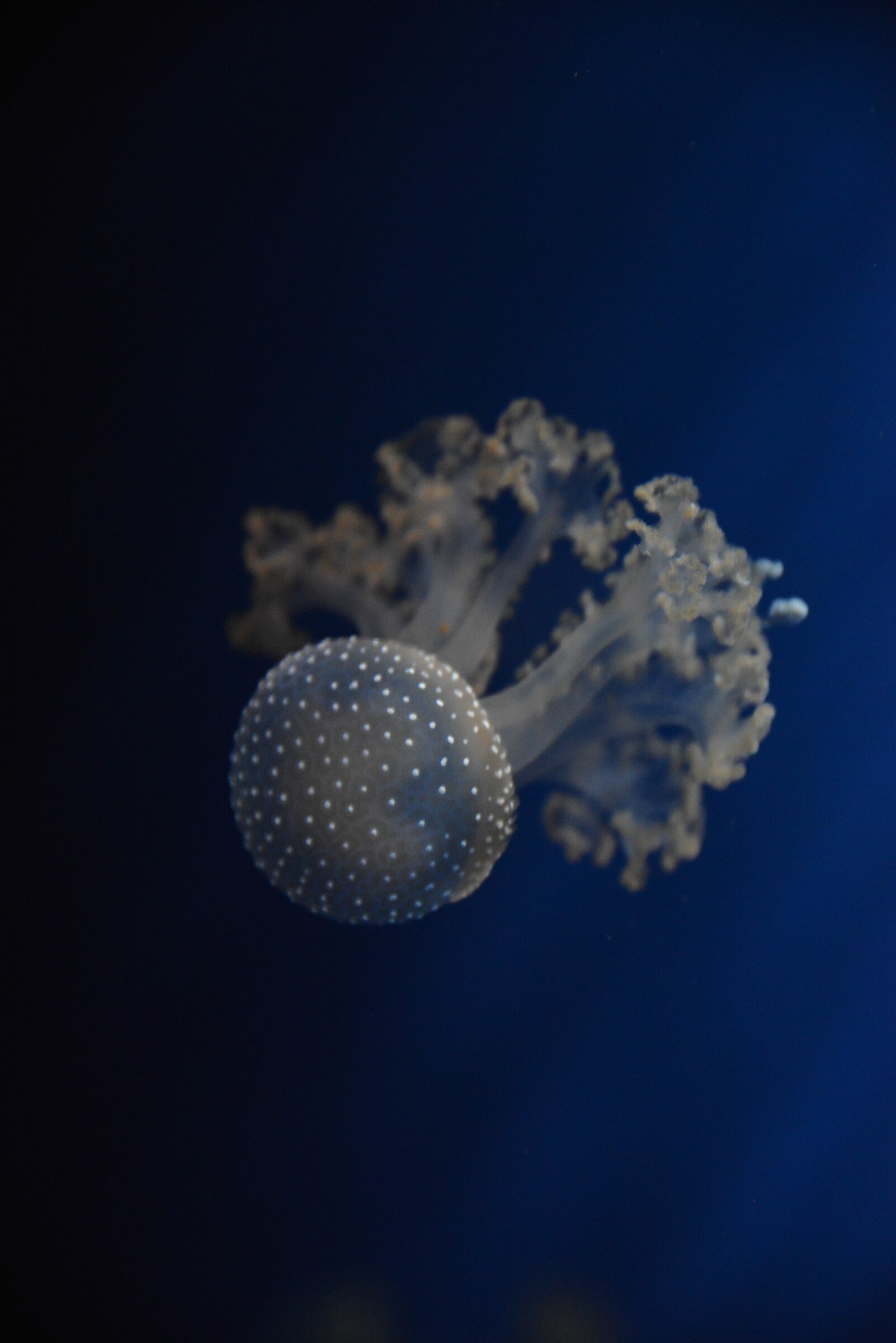 Jellyfish Aquarium