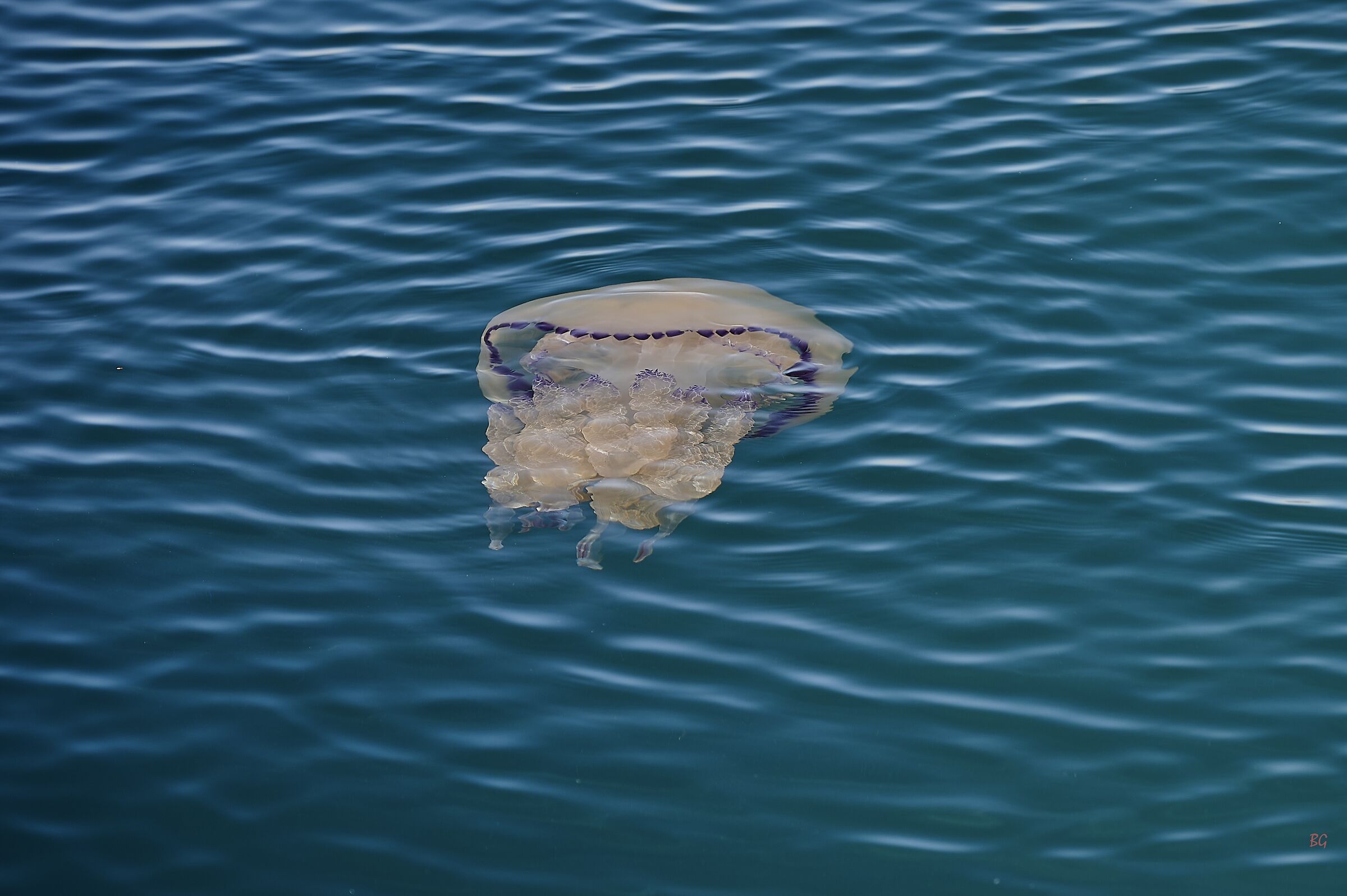 Meduse  girovaghe (Polmone di mare - Rhizostoma pulmo)