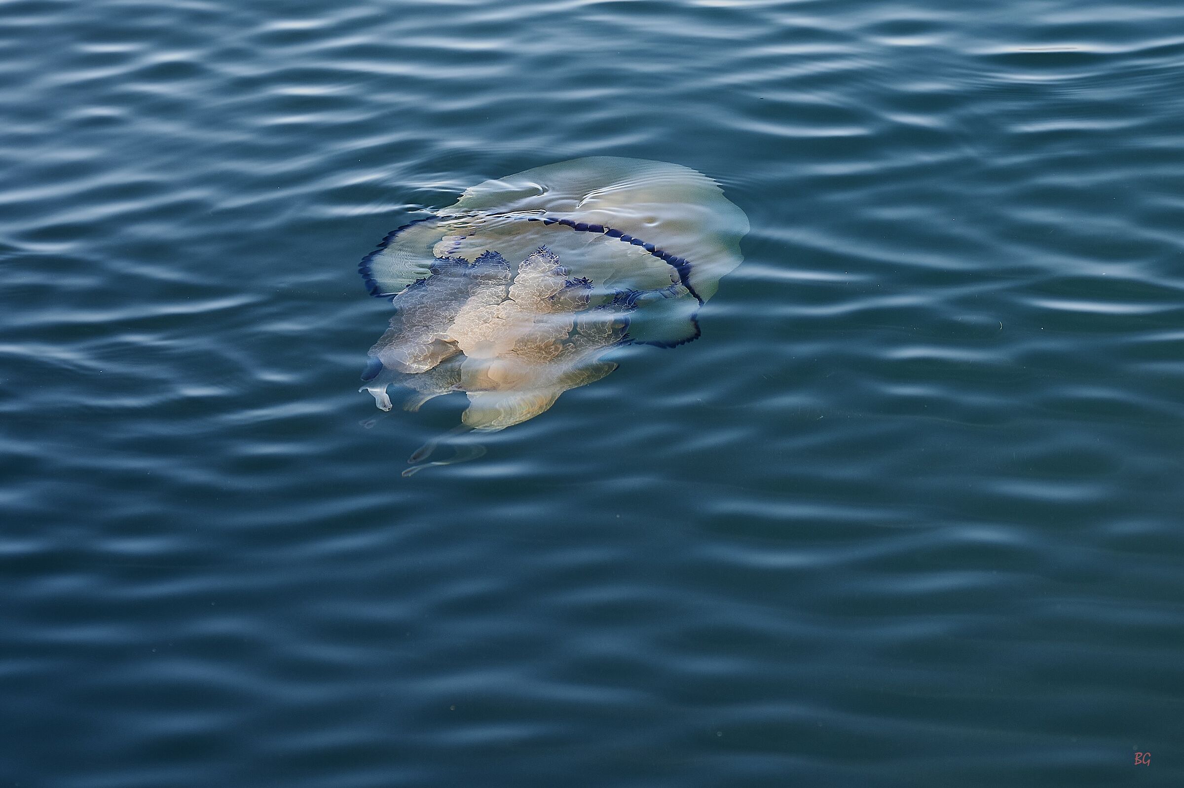 Wandering jellyfish (Sea lung - Rhizostoma pulmo)