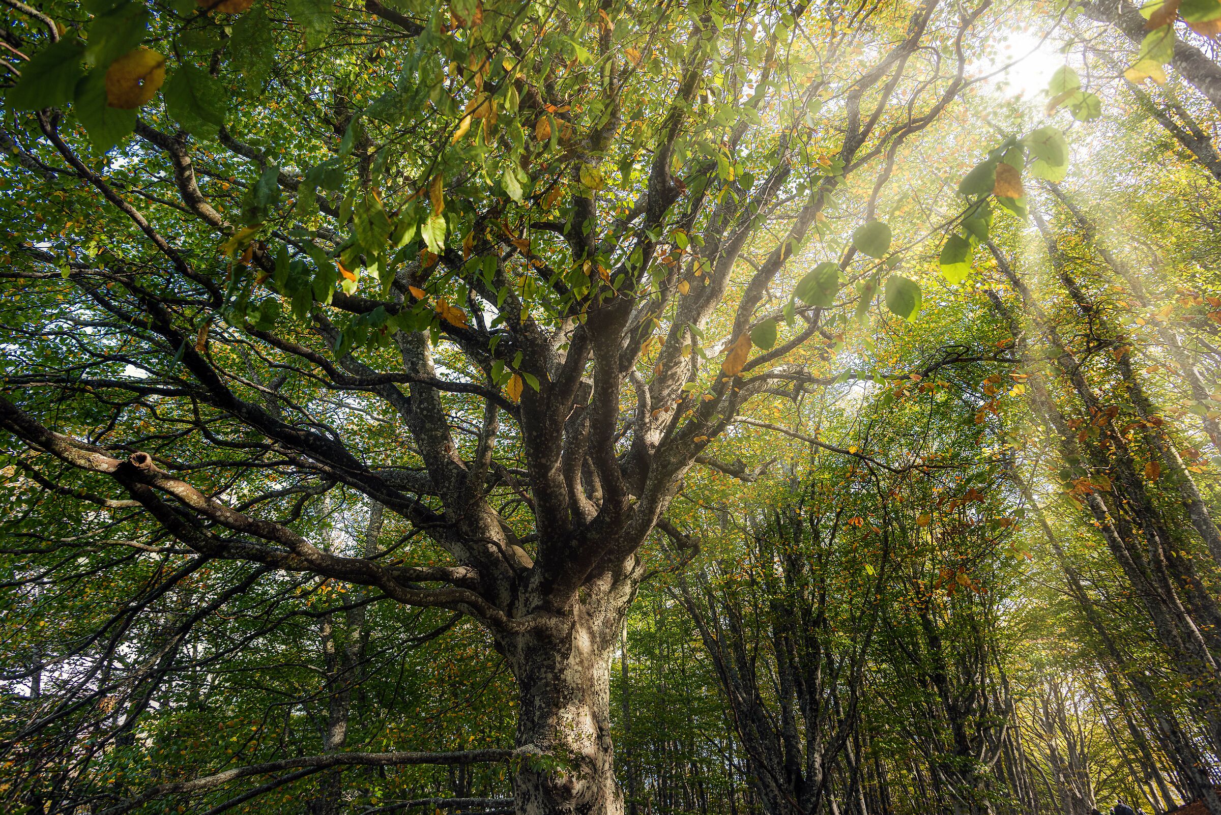 canfaito l'albero magico