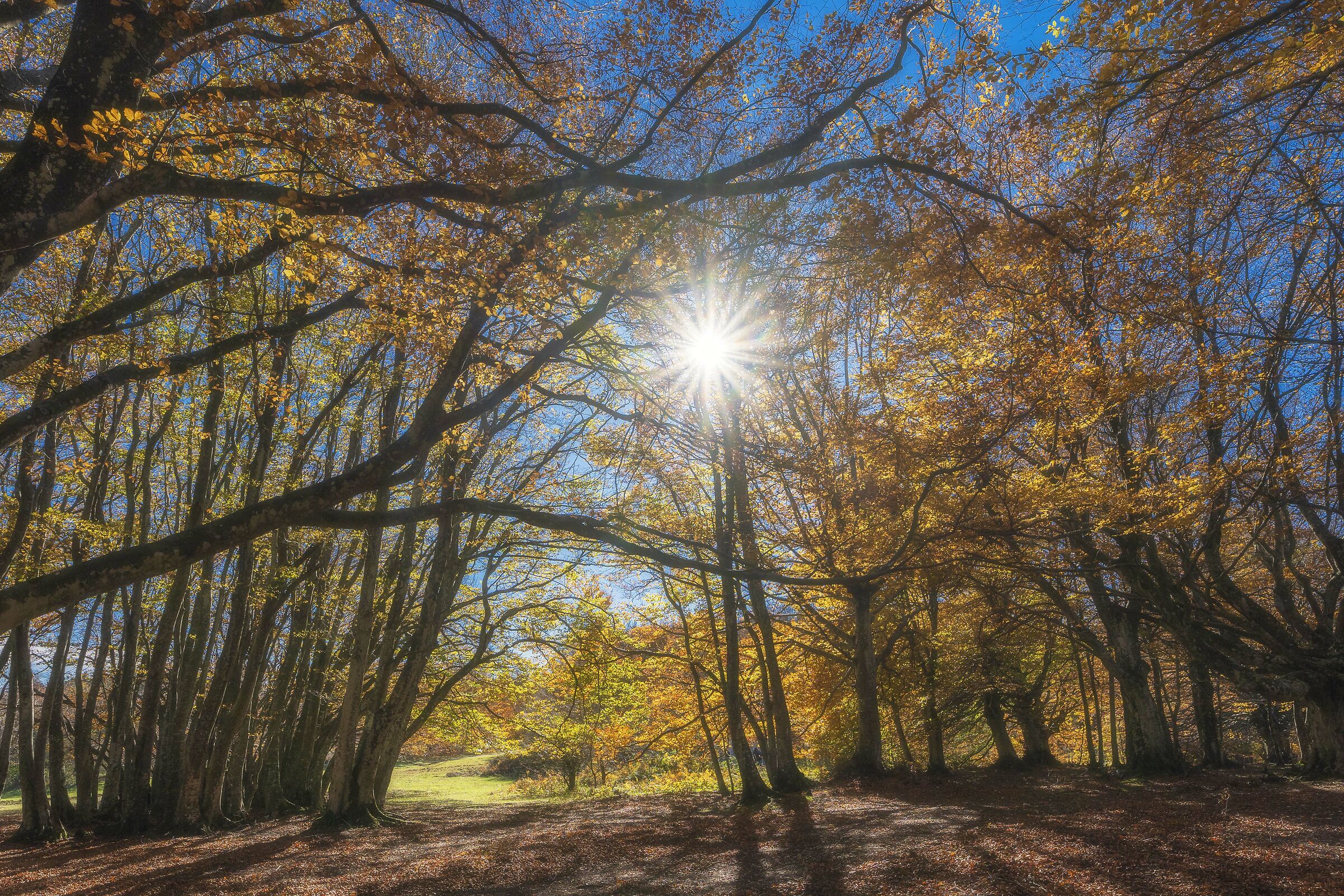 canfaito il bosco incantato