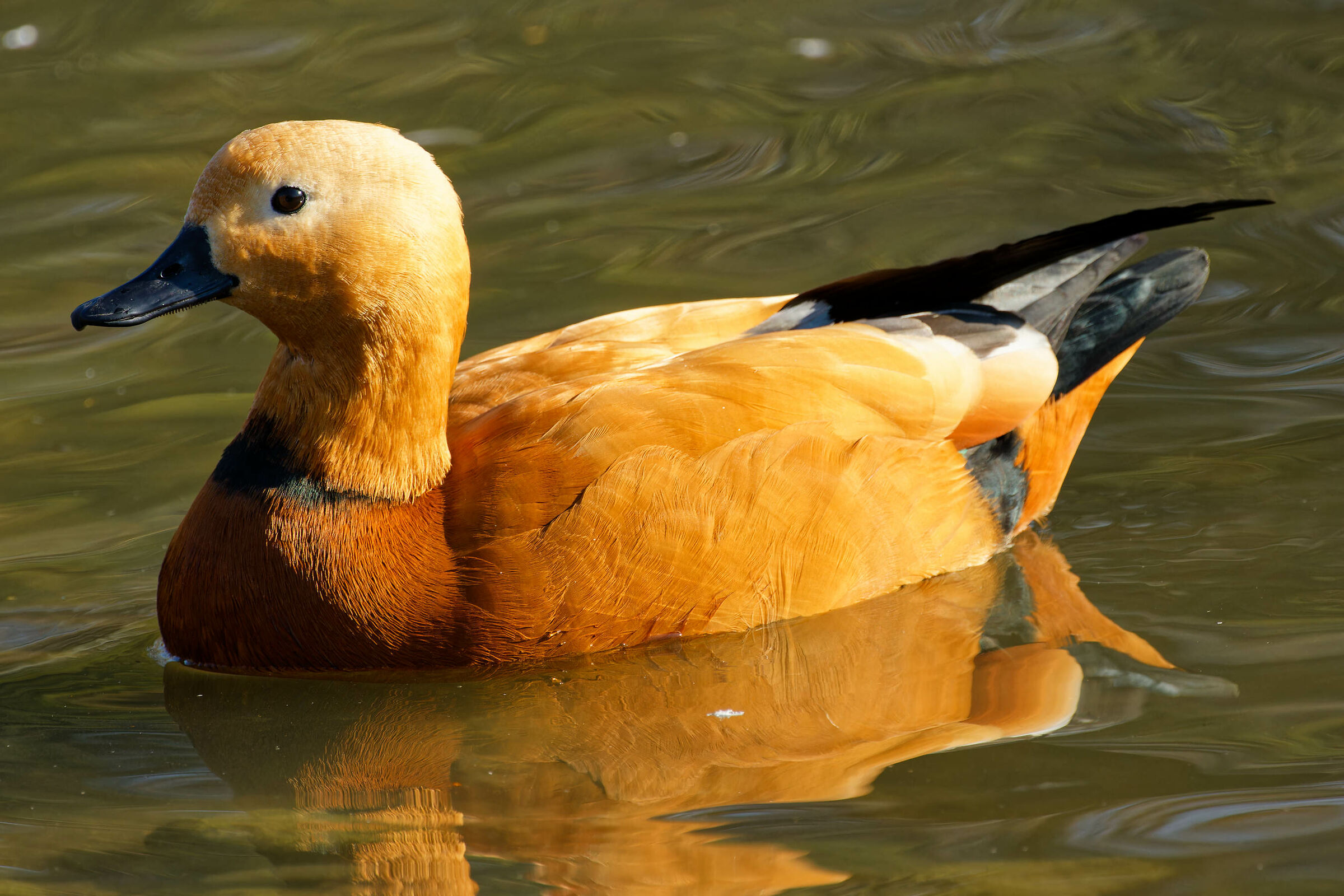 Ruddy shelduck