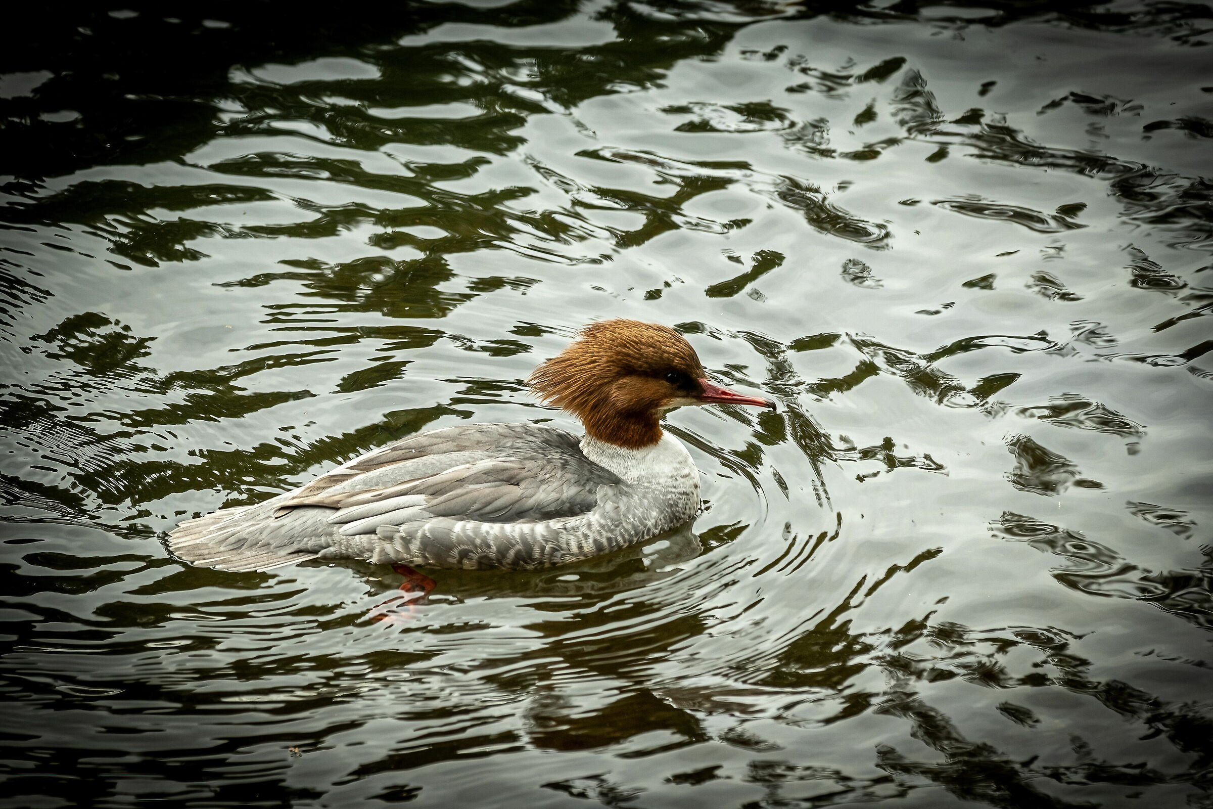 Merganser