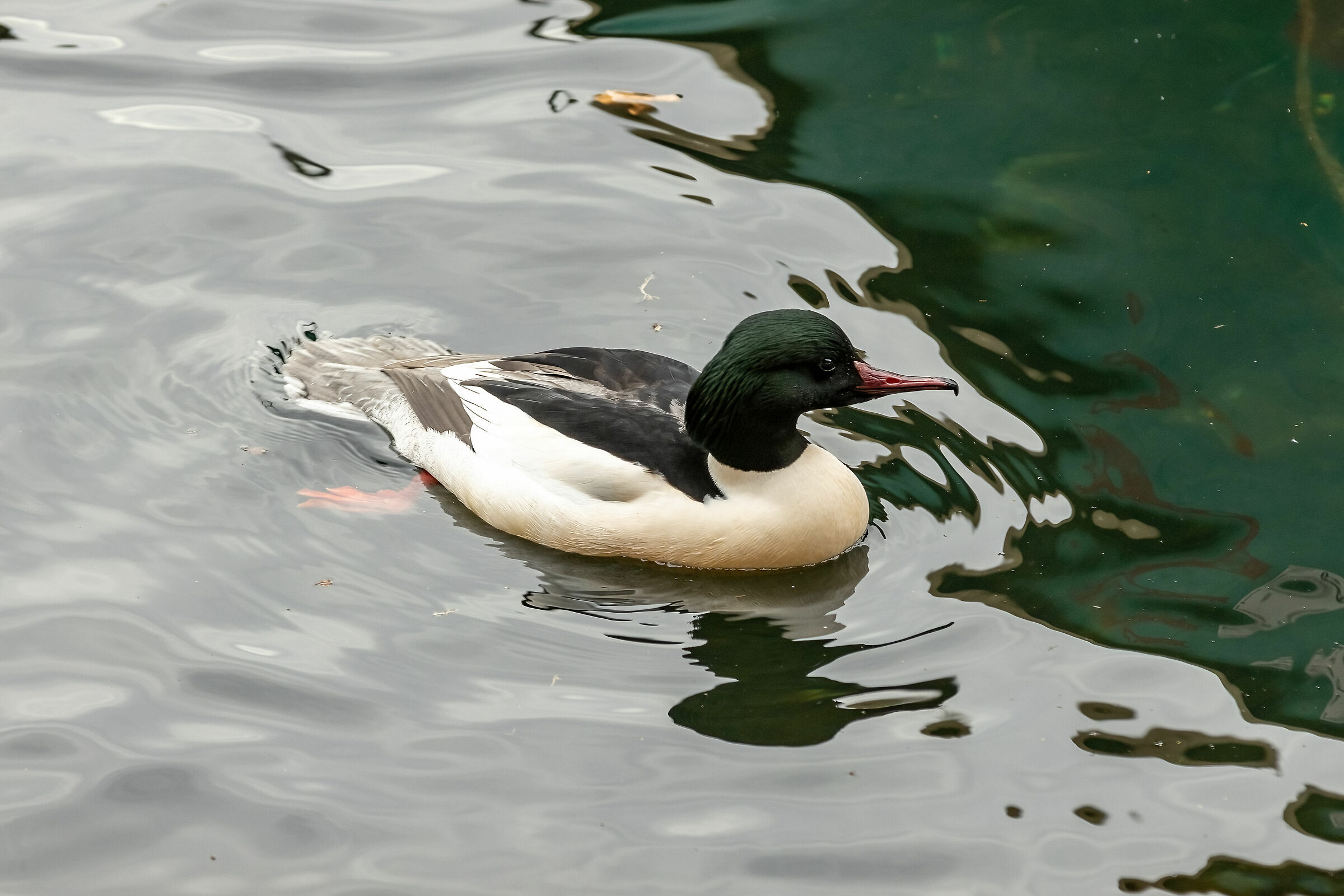 Merganser