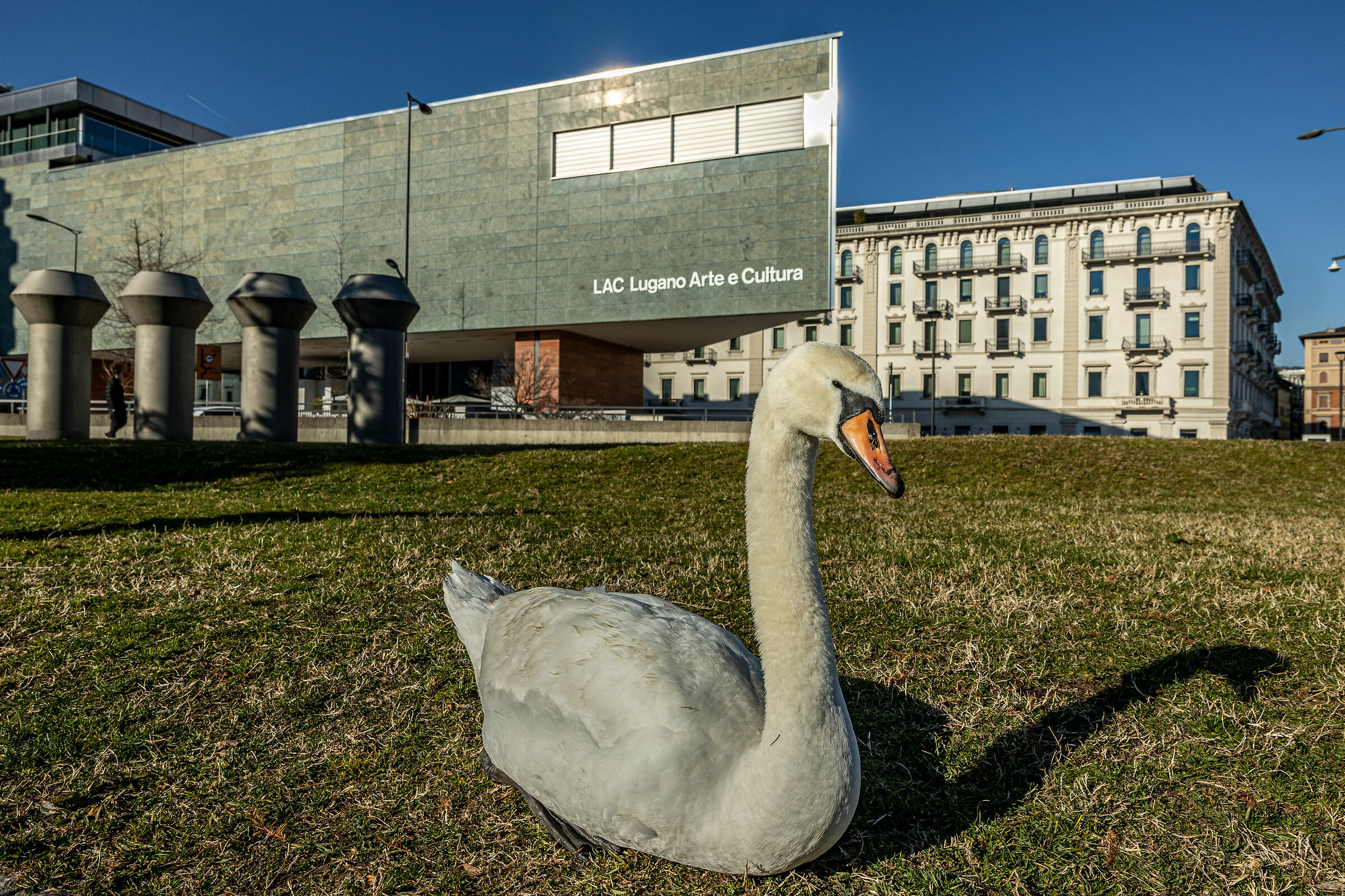 Swan from Lugano