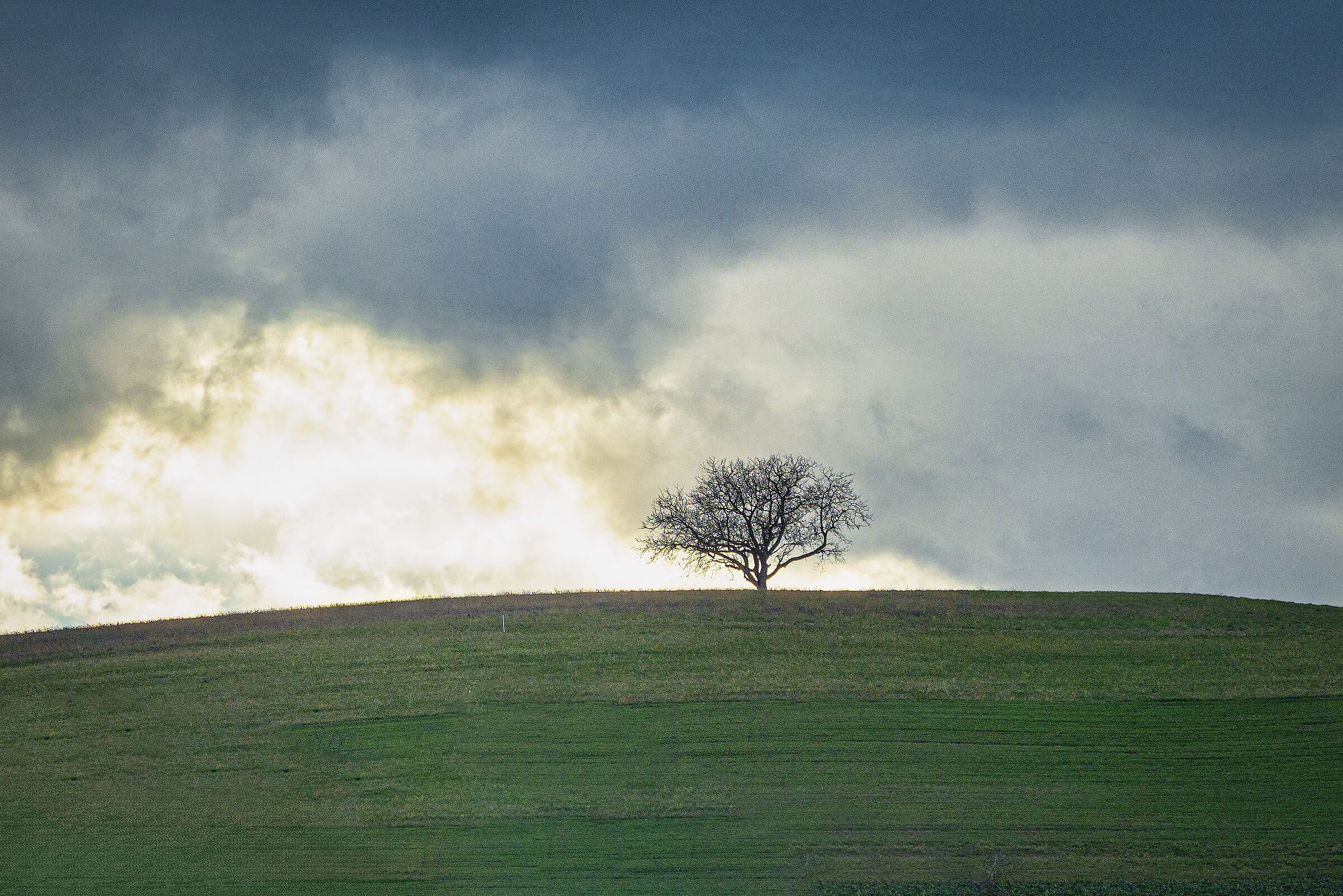 One Tree Hill, Champvent, Vaud, Svizzera