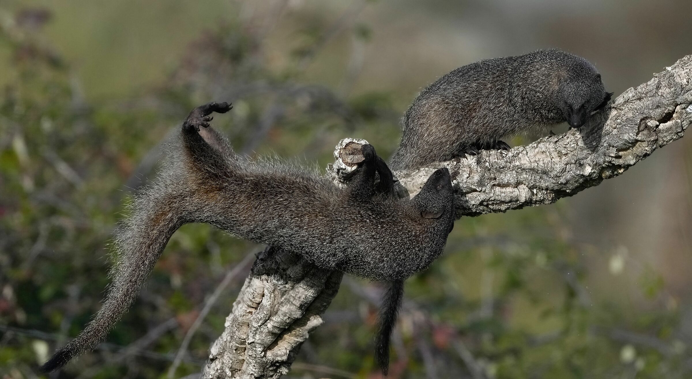 manguste in equilibrio