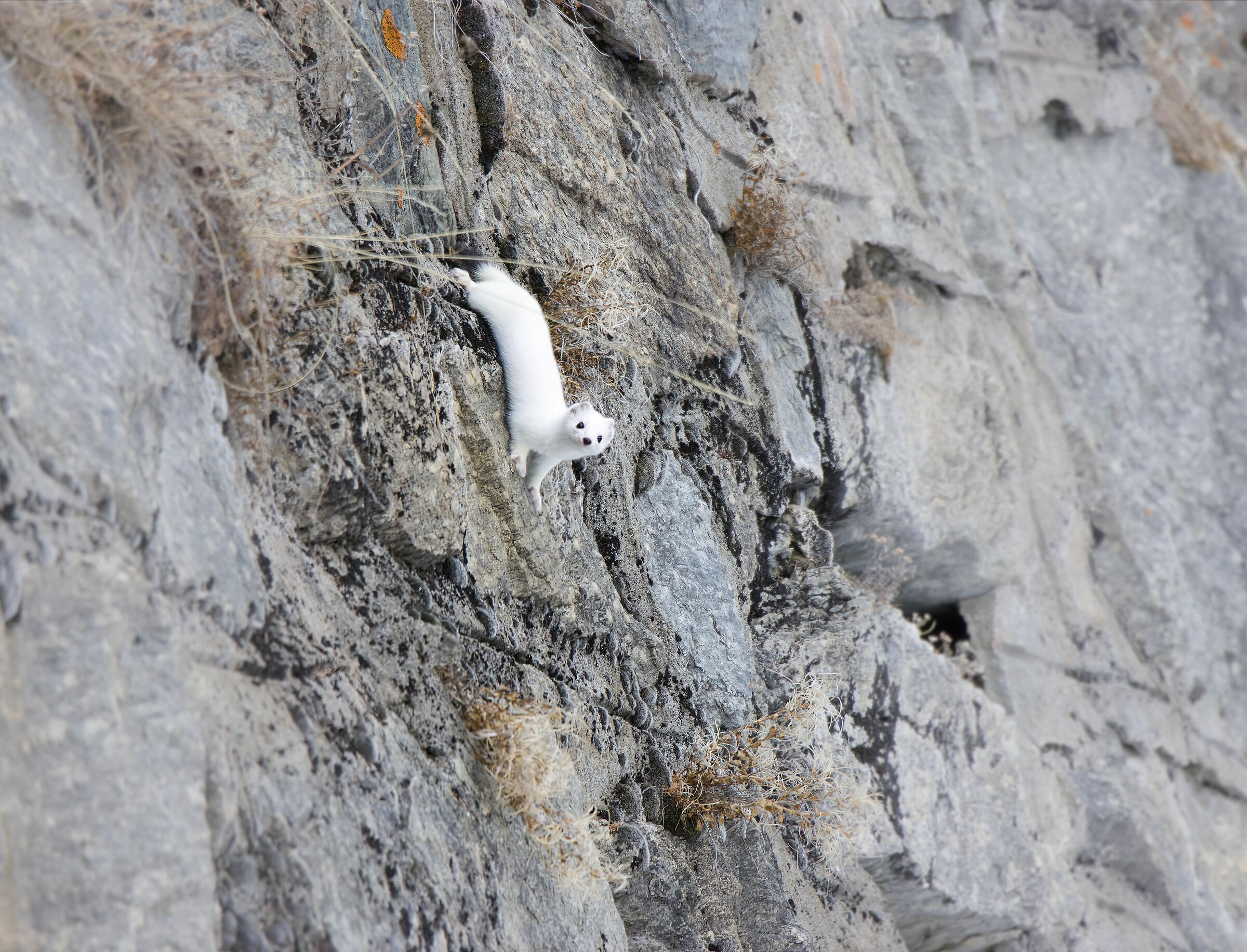 Curious Ermine