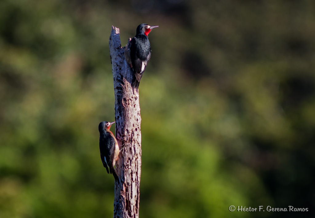 Carpintero Puertorriqueo
