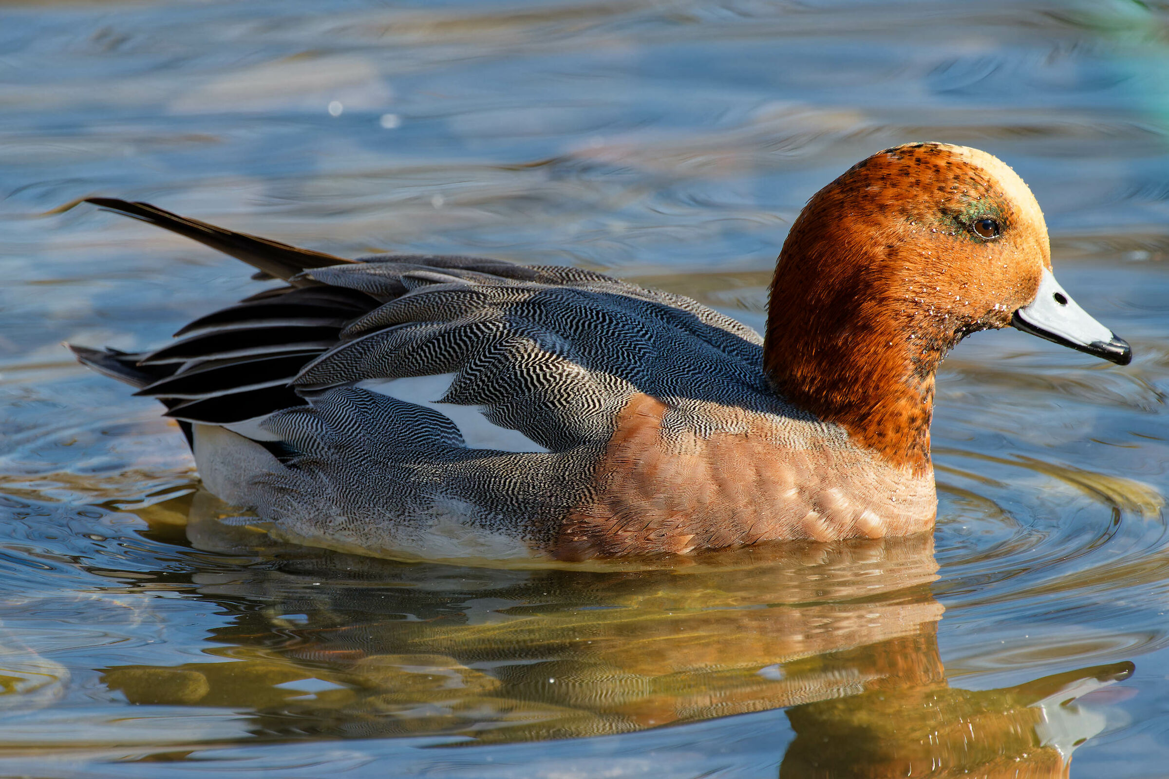 Wigeon - Mareca Penelope