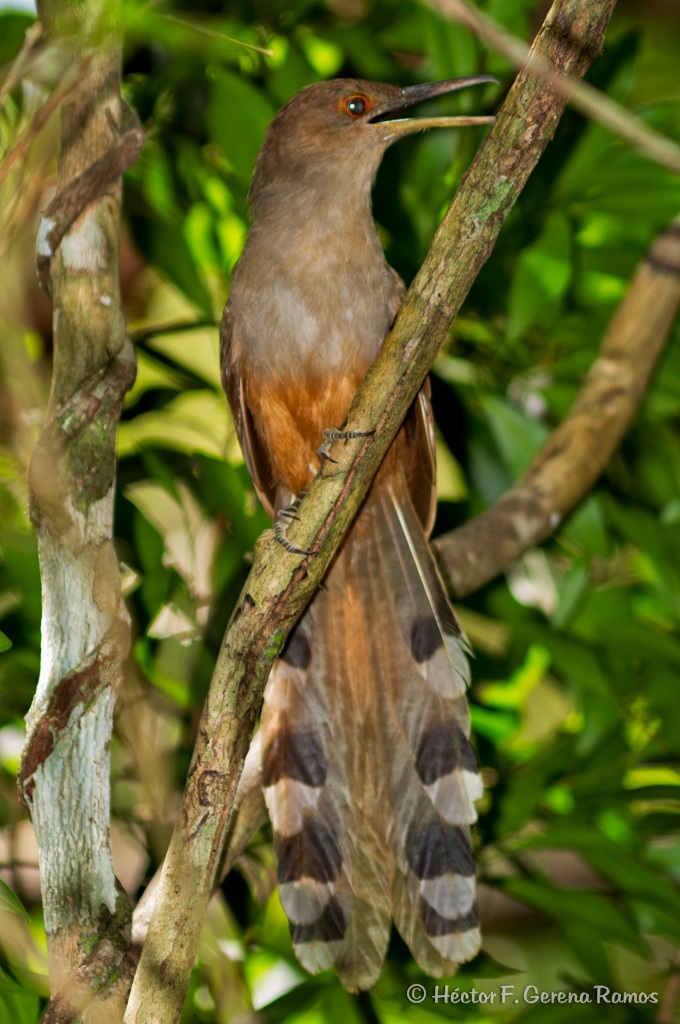 Pájaro Bobo Sindaco
