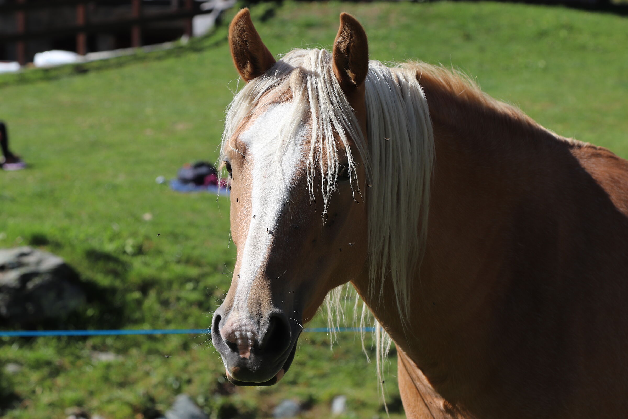 Grazing horse
