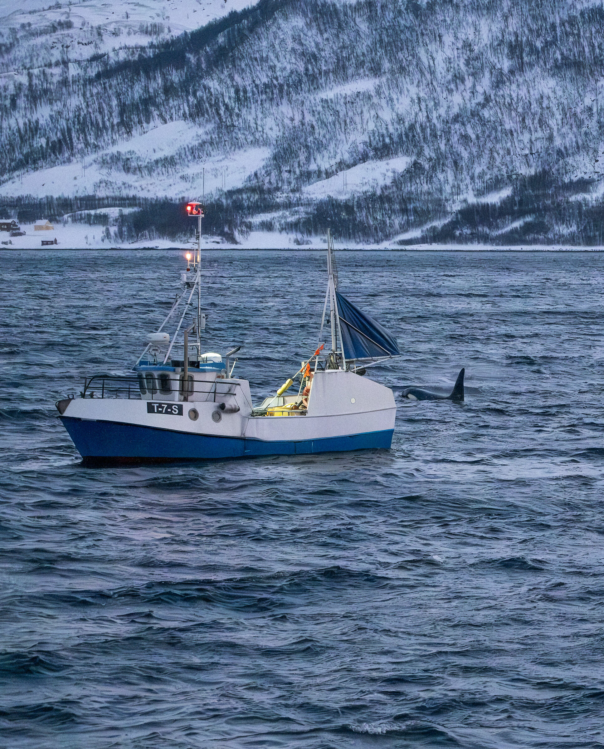 Fisherman and orcas
