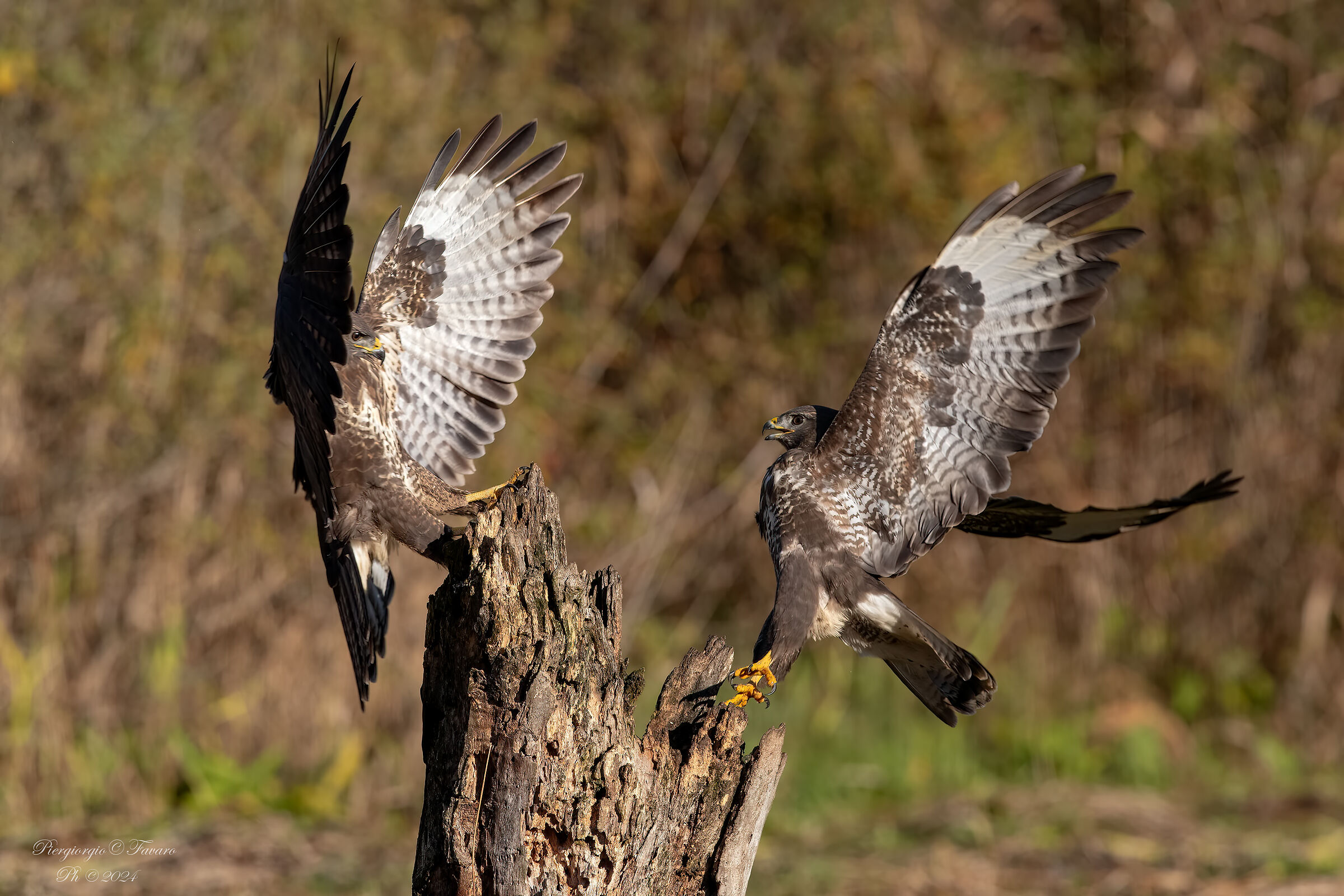 Buzzards in battle