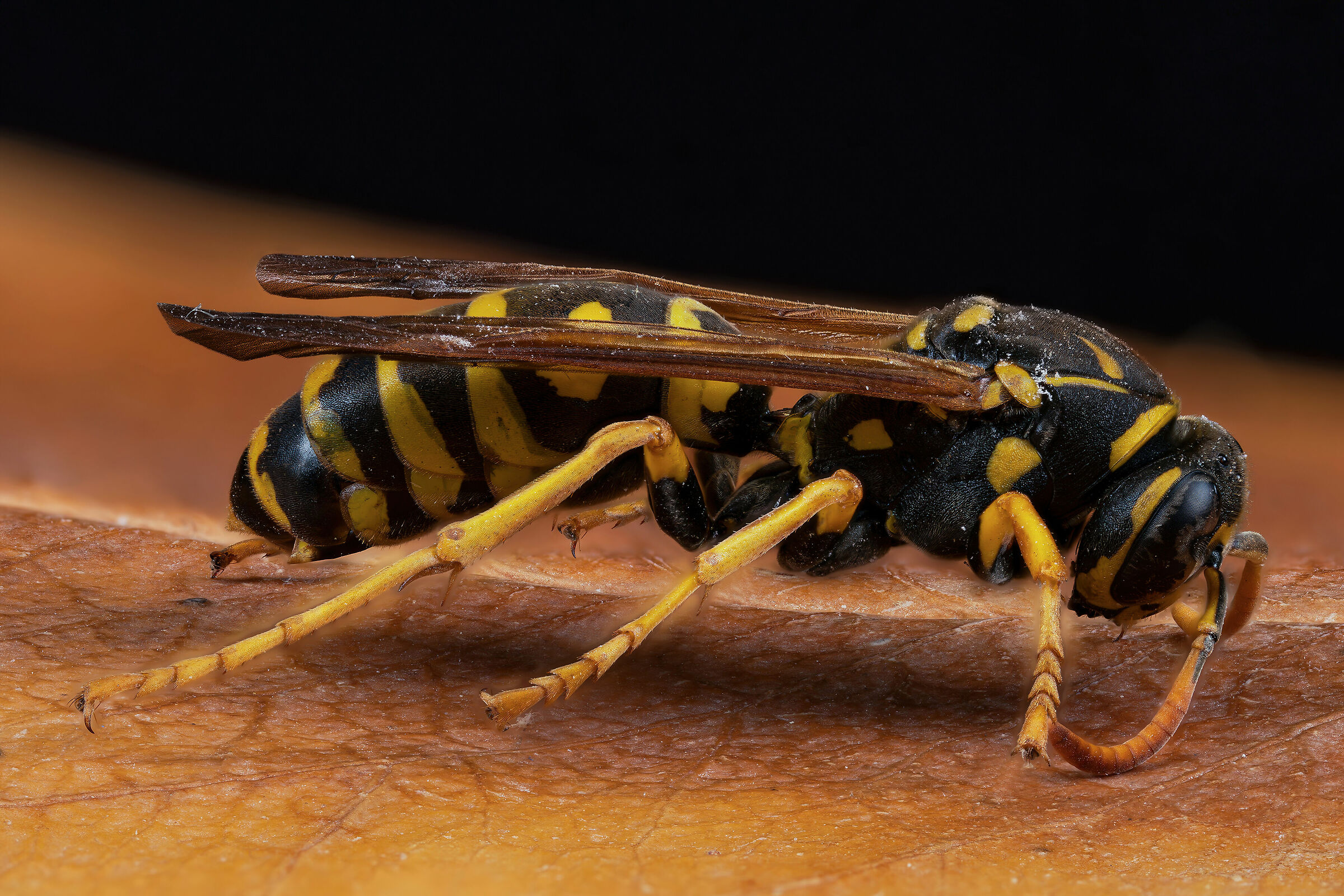 Ex Polistes sp. z o.o.