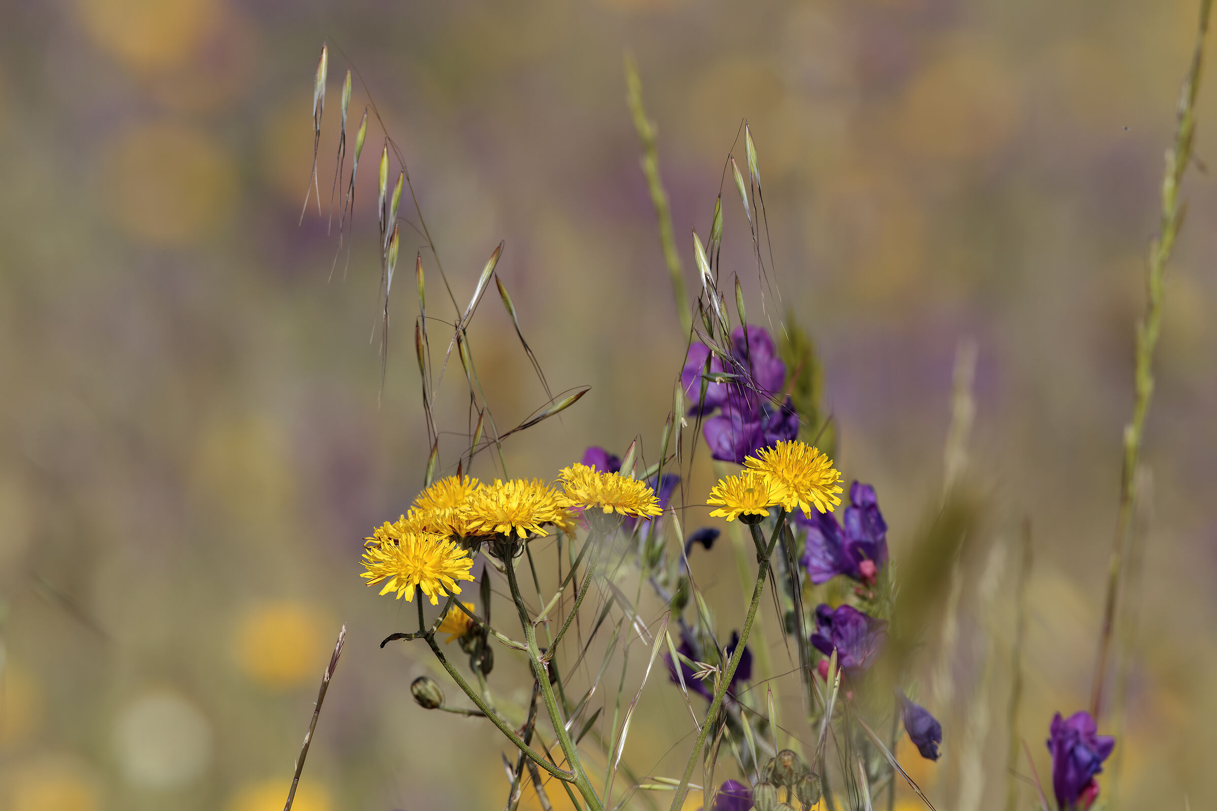 Summer on the Prairie