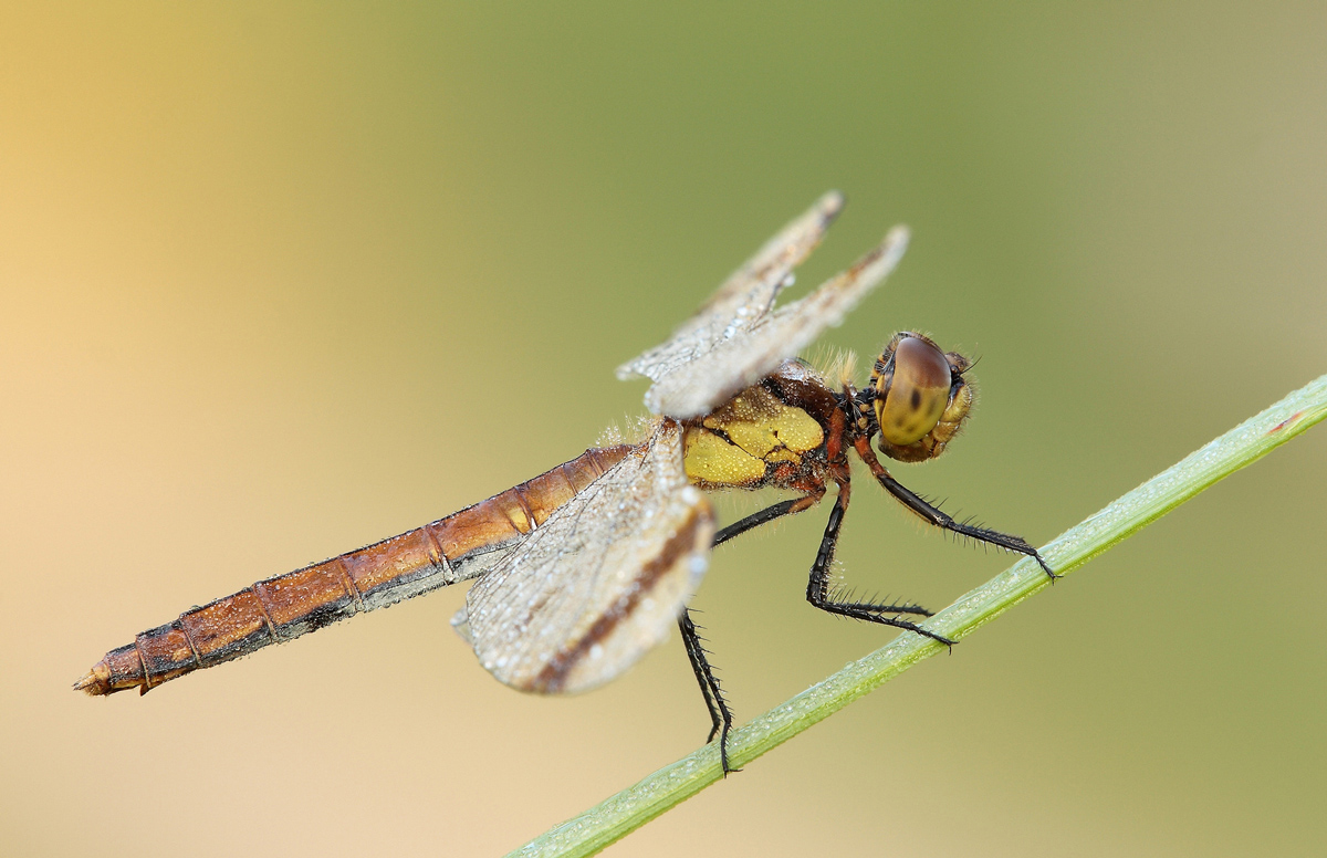 Sympetrum pedemontanum