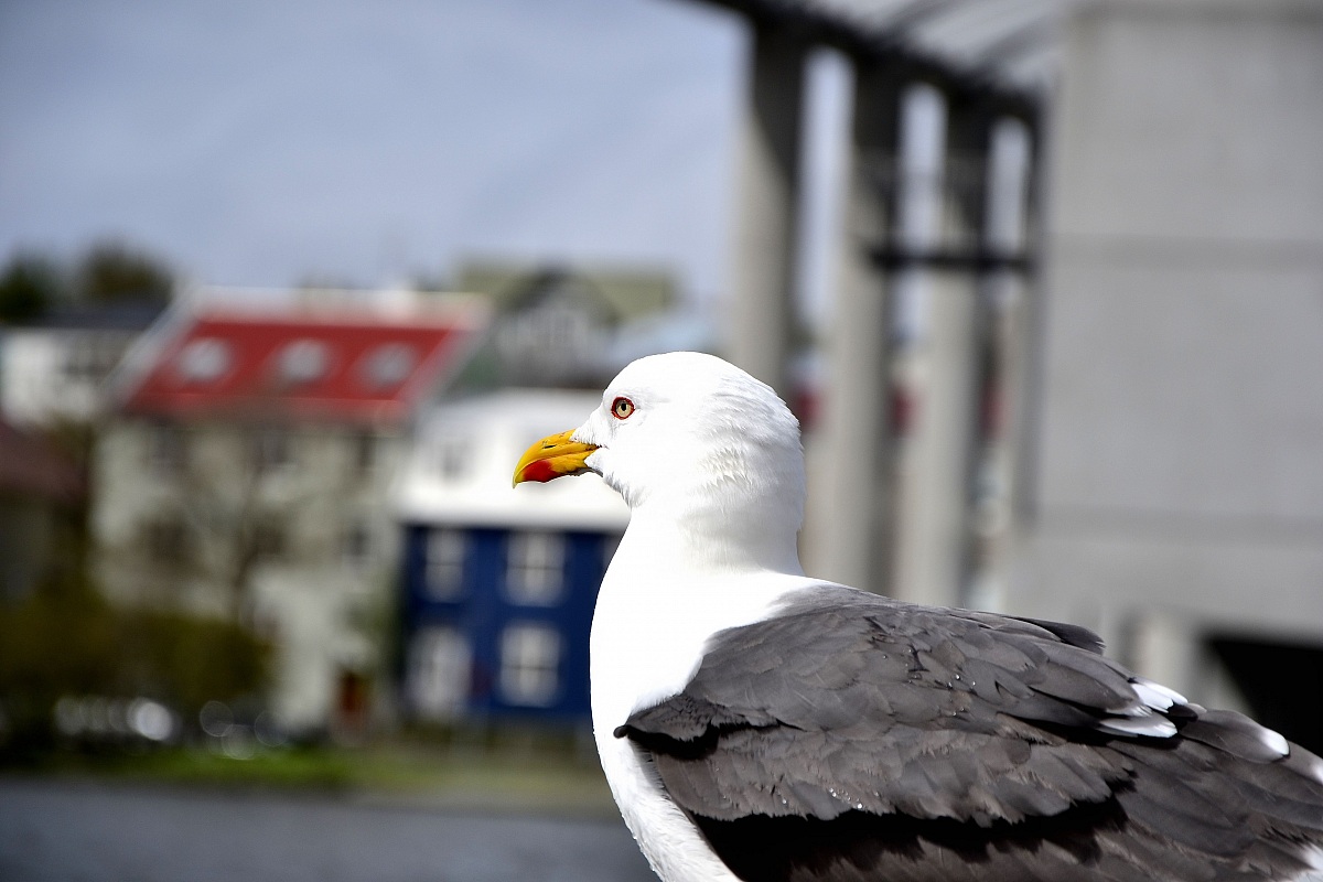 Seagull