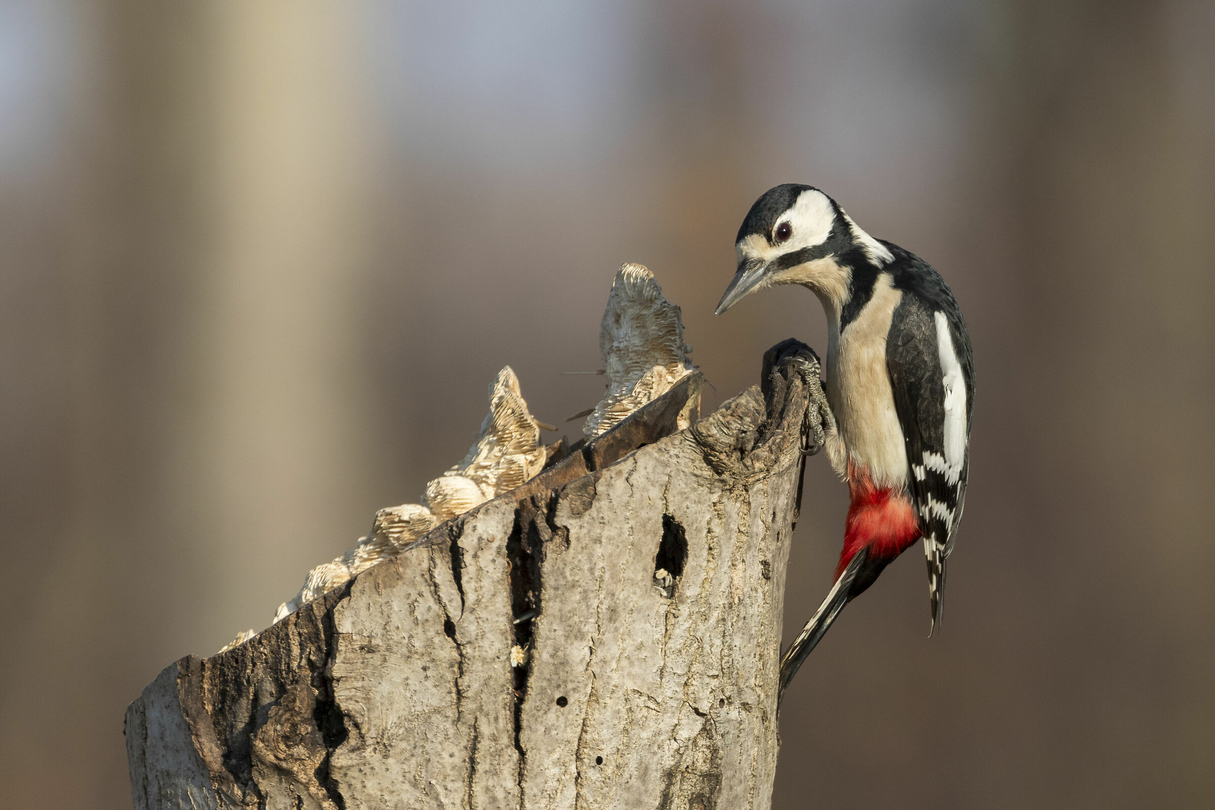 Curious Spotted Woodpecker