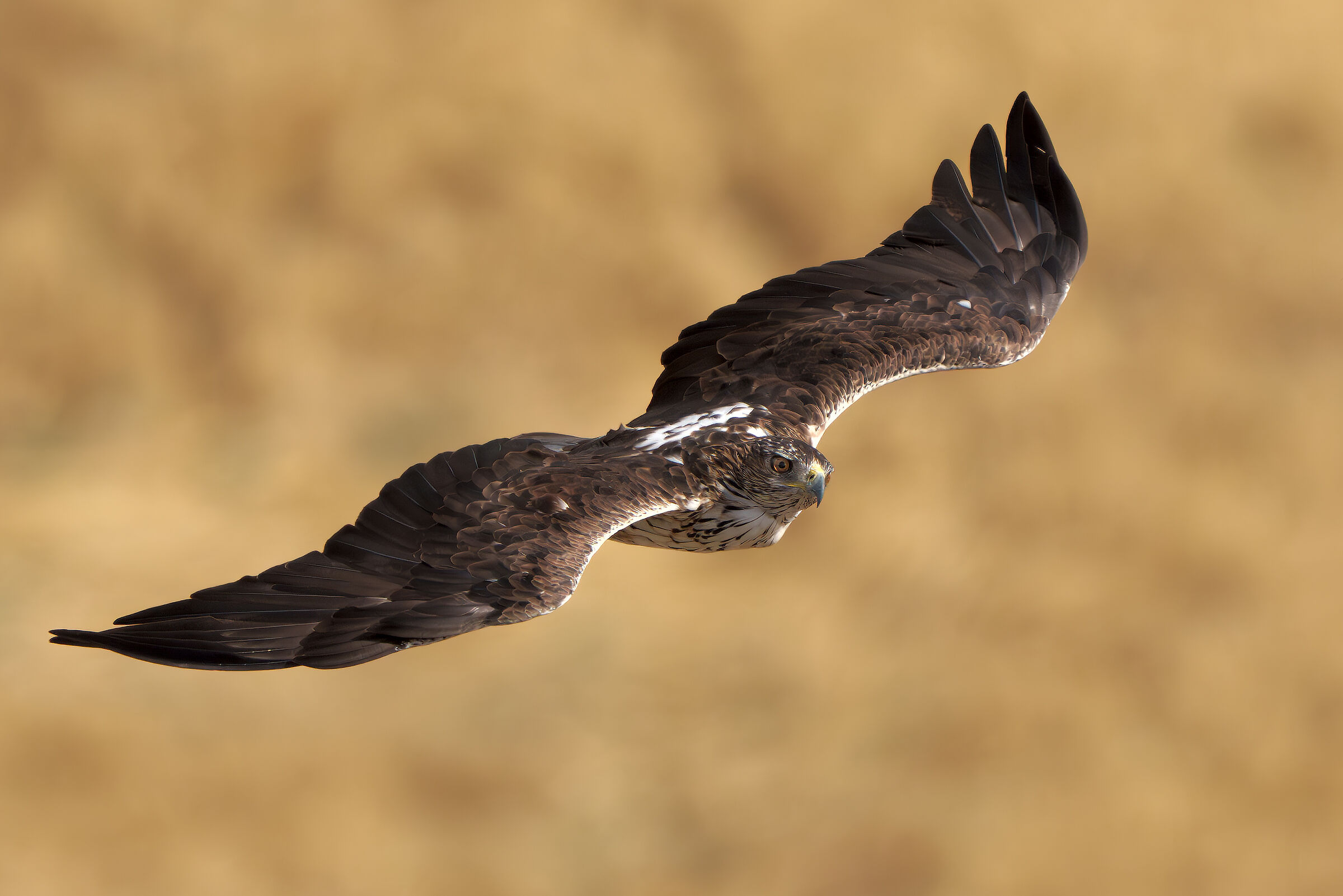 Aquila del Bonelli