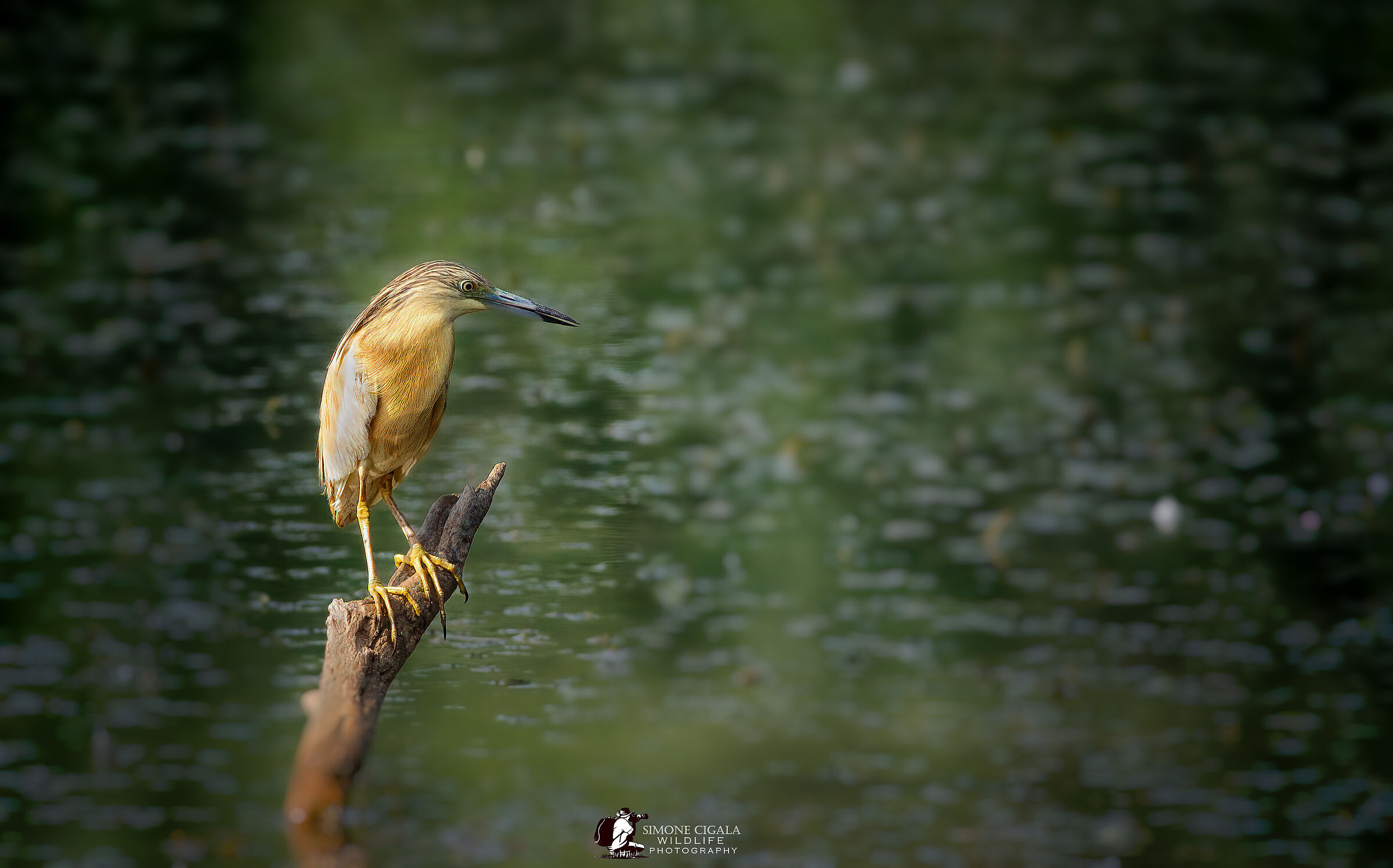 Squacco heron