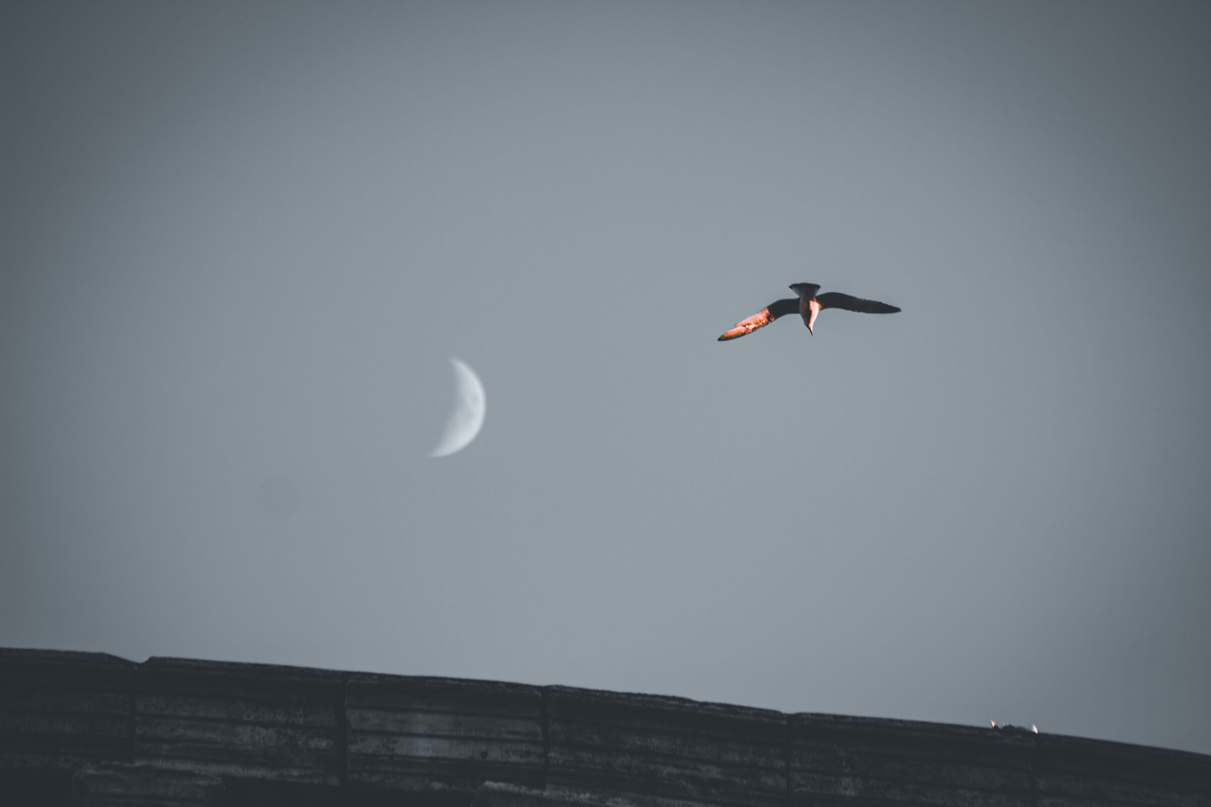 Uccello, la luna e il Colosseo