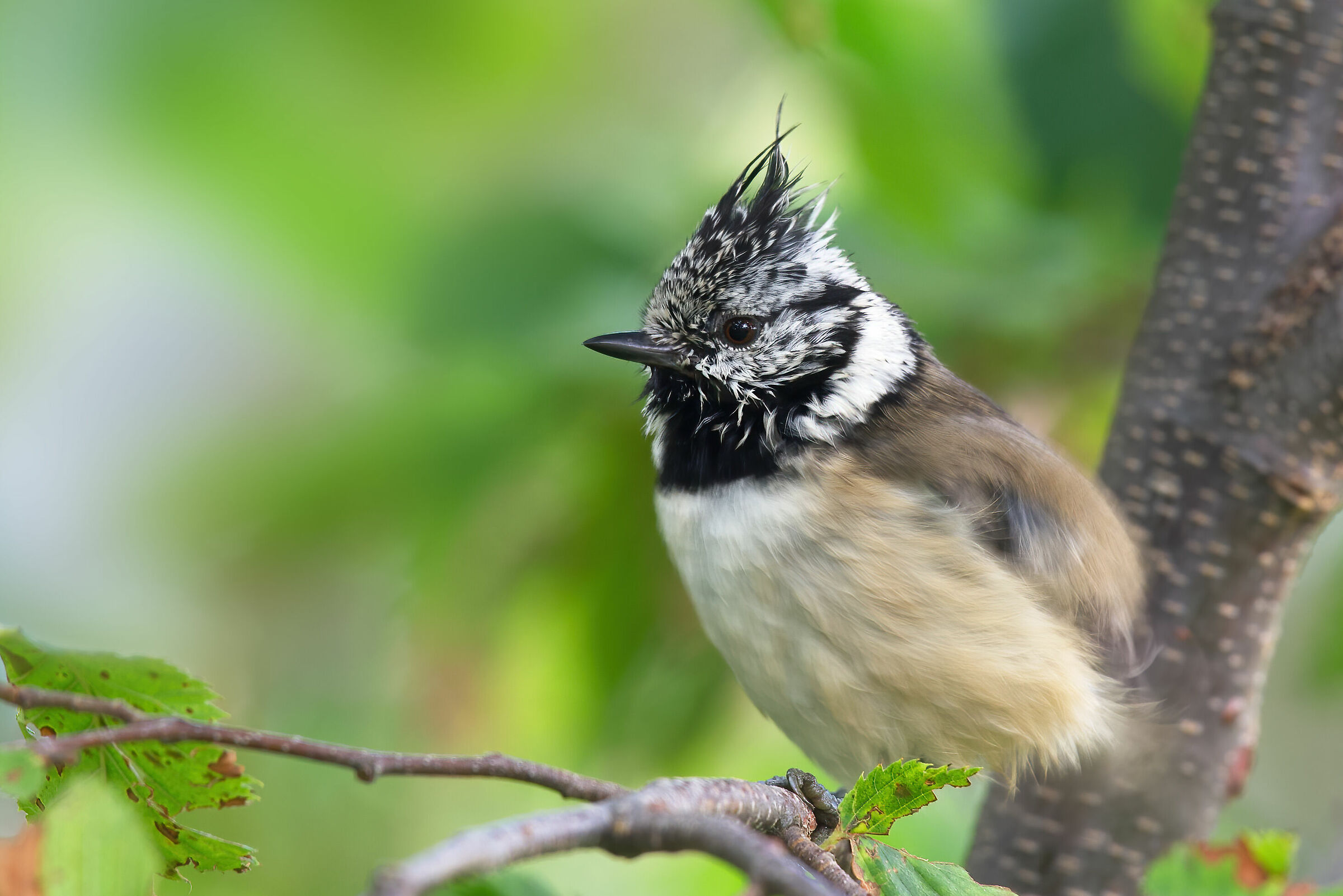 Tufted (Lophophanes cristatus)