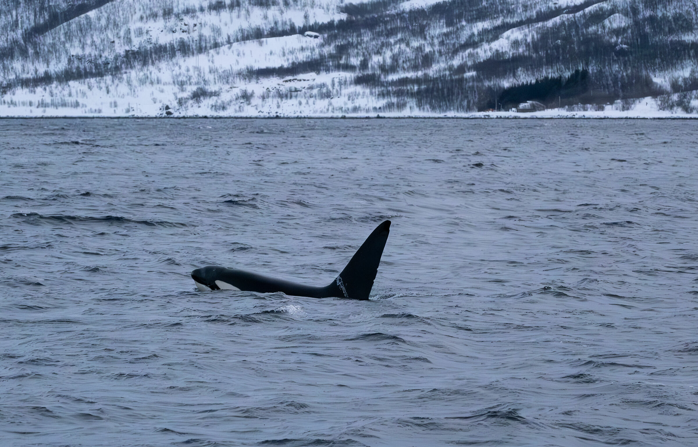 Wild orcas