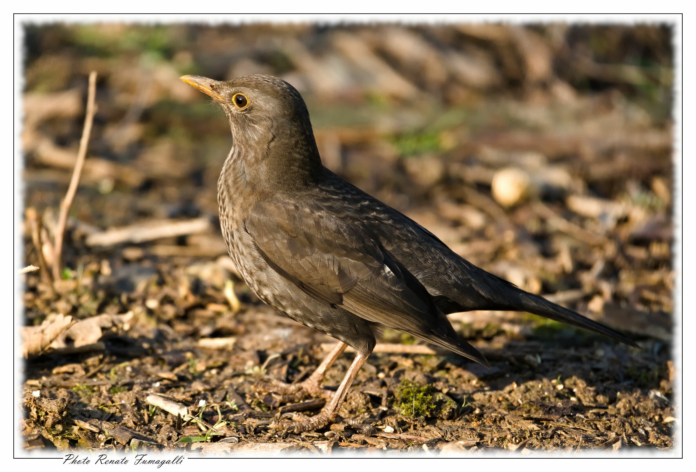 The blackbird (Turdus merula)