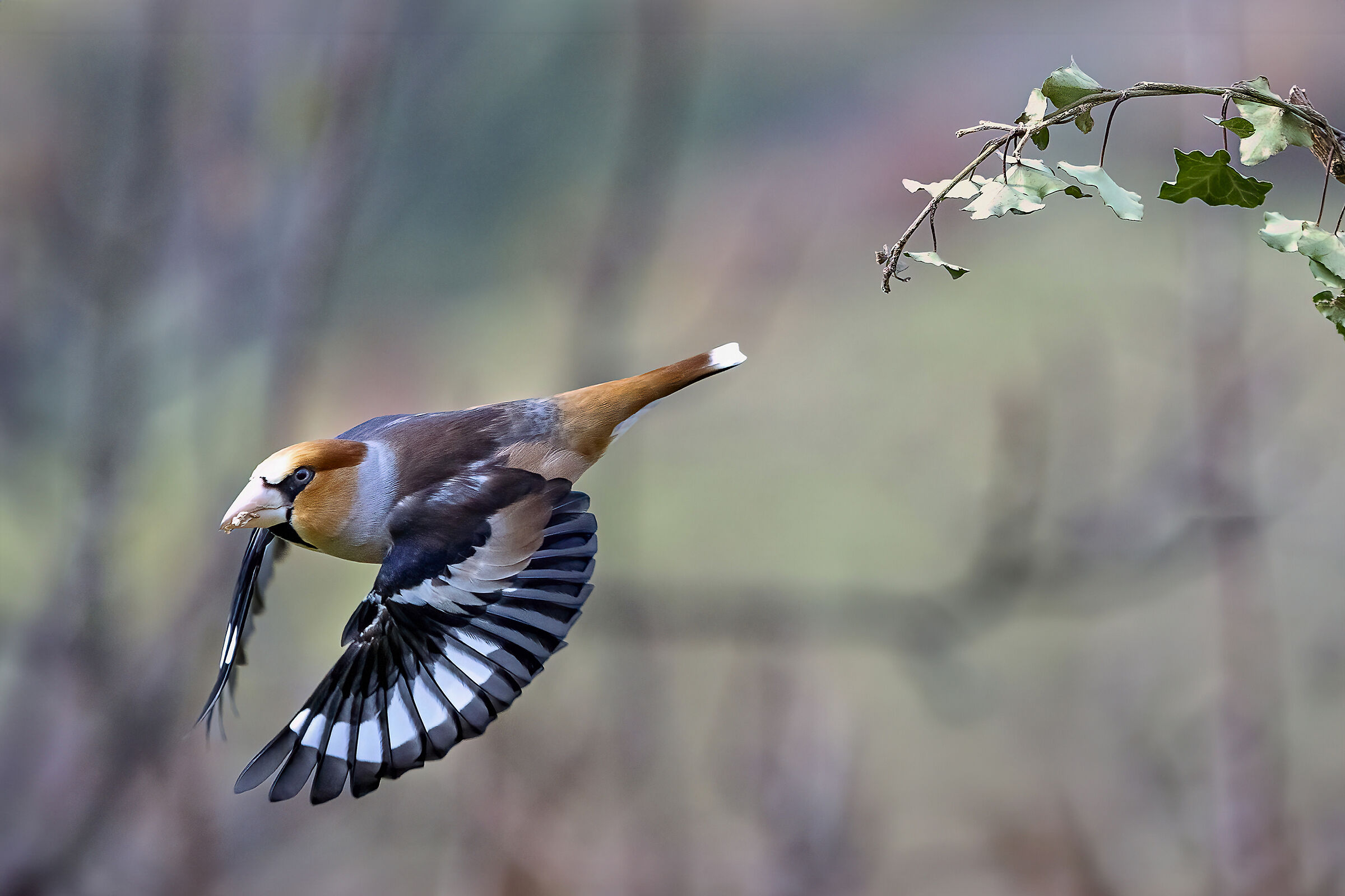 Hawfinch