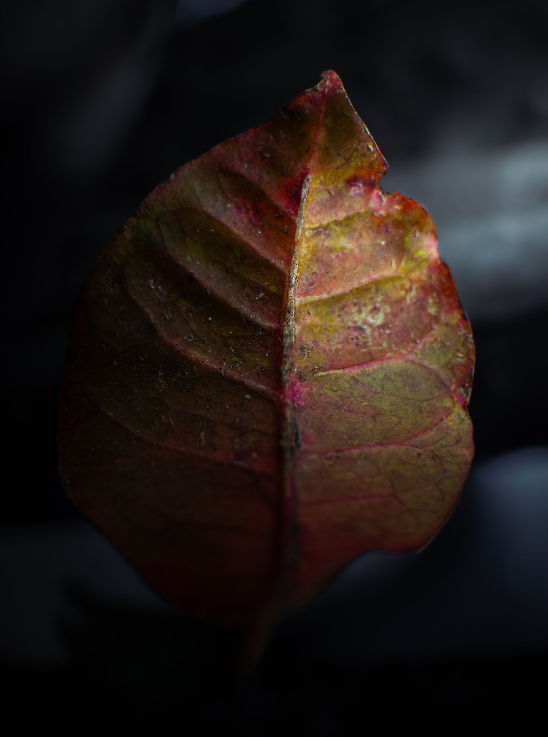 Leaves